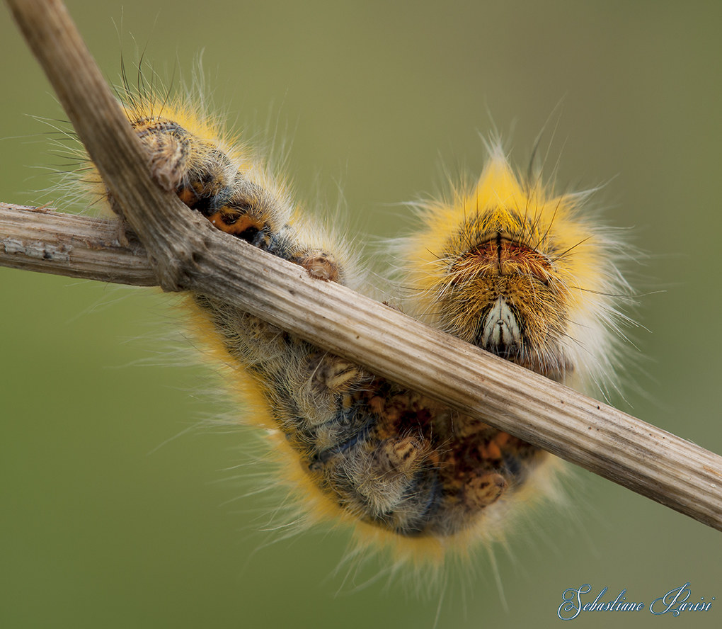Caterpillar Lasiocampa (Pachygastria)...
