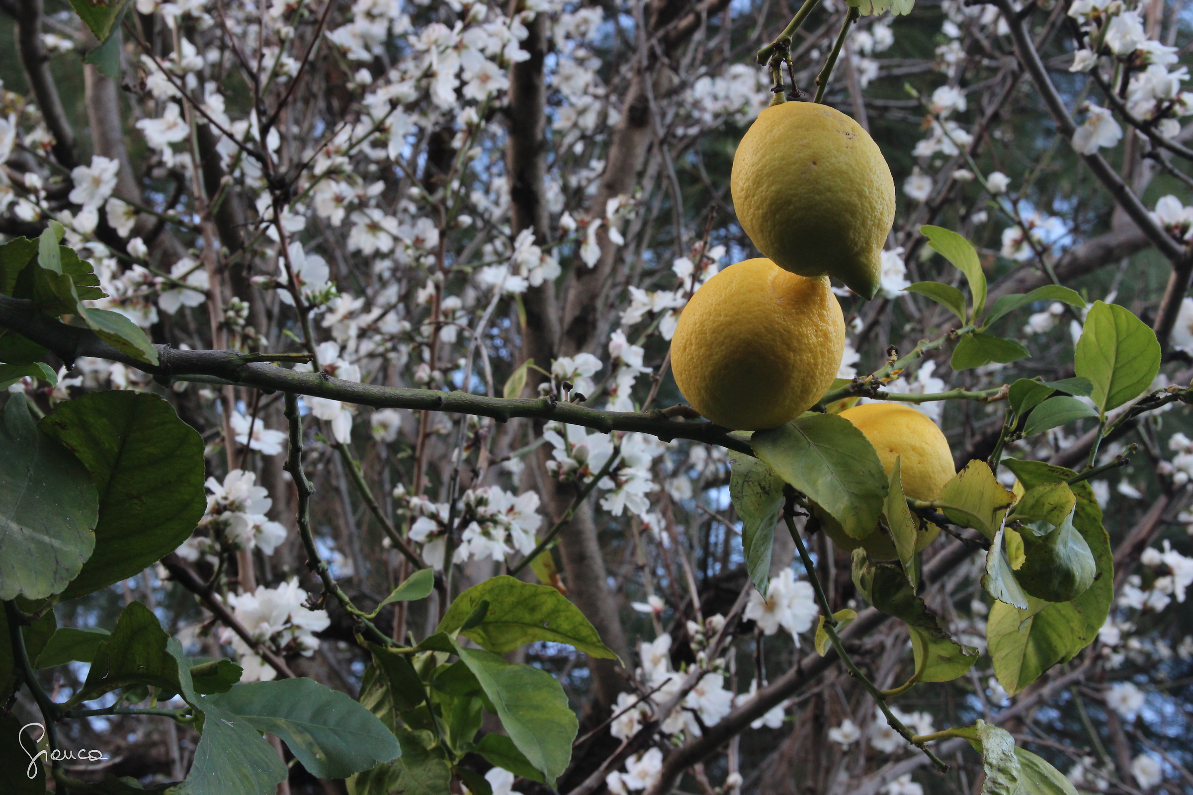 The Sicilian winter lemon and almond trees in bloom...
