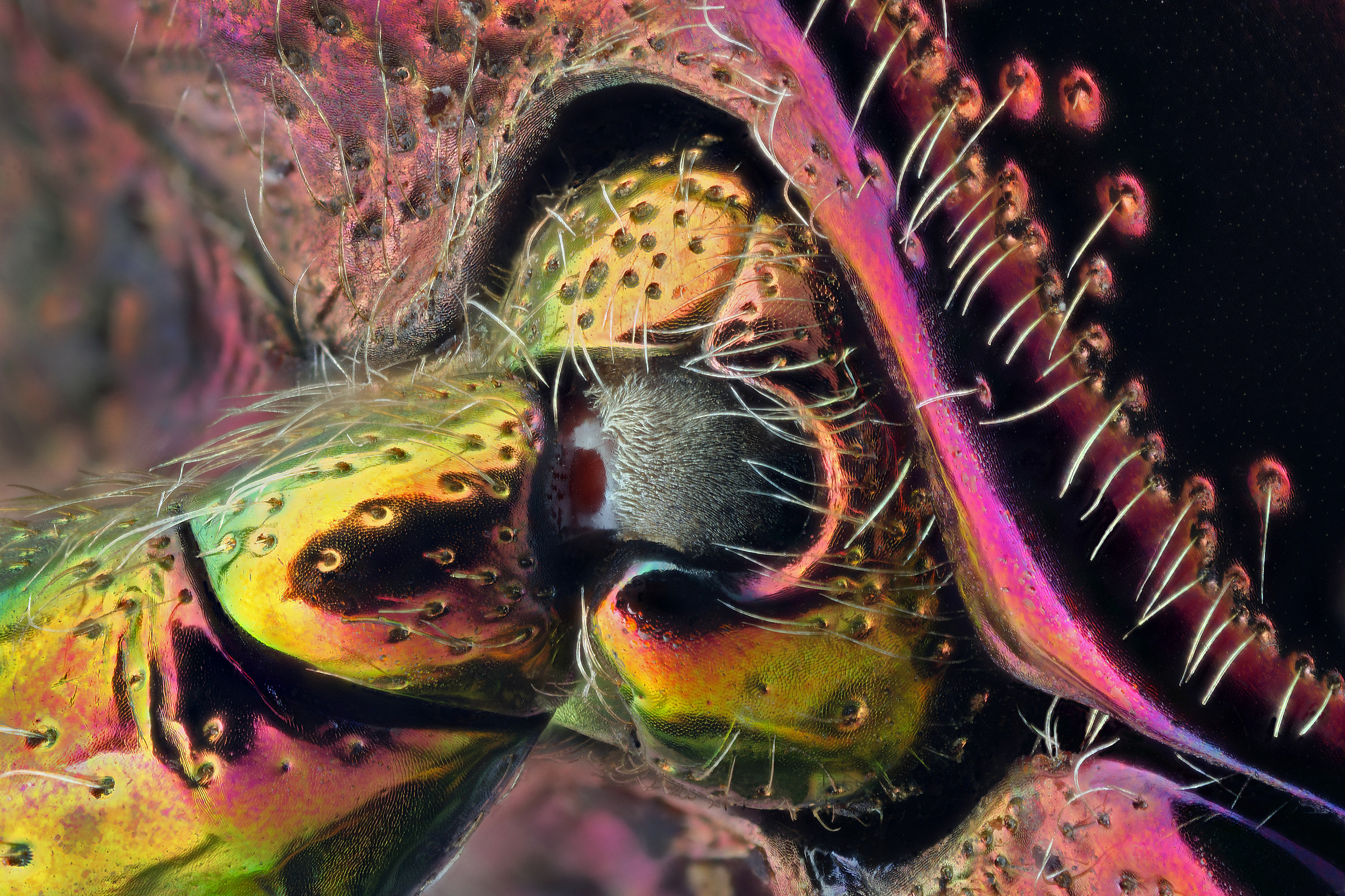Beetle Polybothris quadricollis: paw joint...
