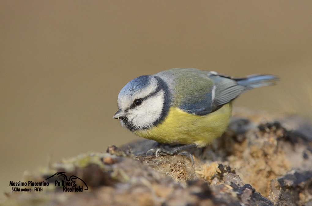 Blue Tit (Parus caeruleus)...