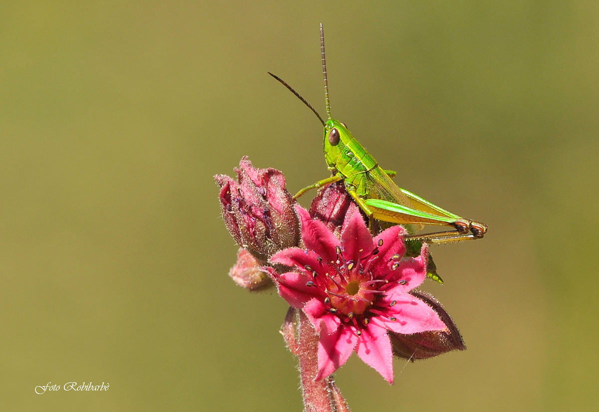 Grasshopper on semprevivo ragnateloso ......