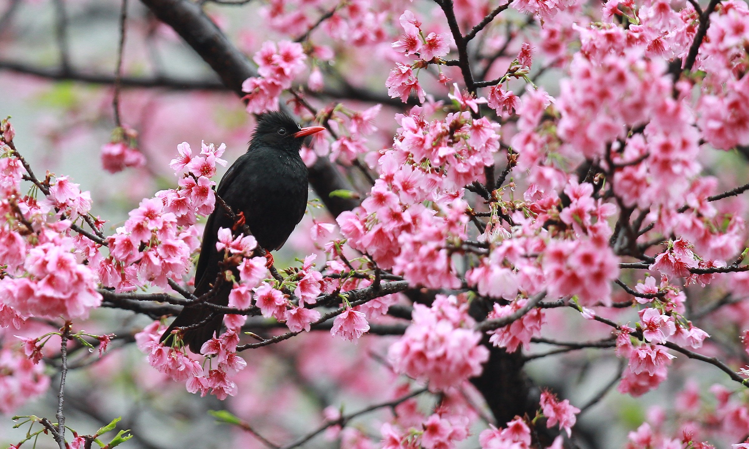 nero bulbul...