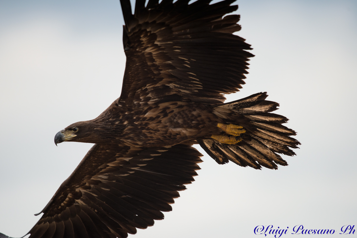 Sea Eagle (Haliaeetus albicilla)...