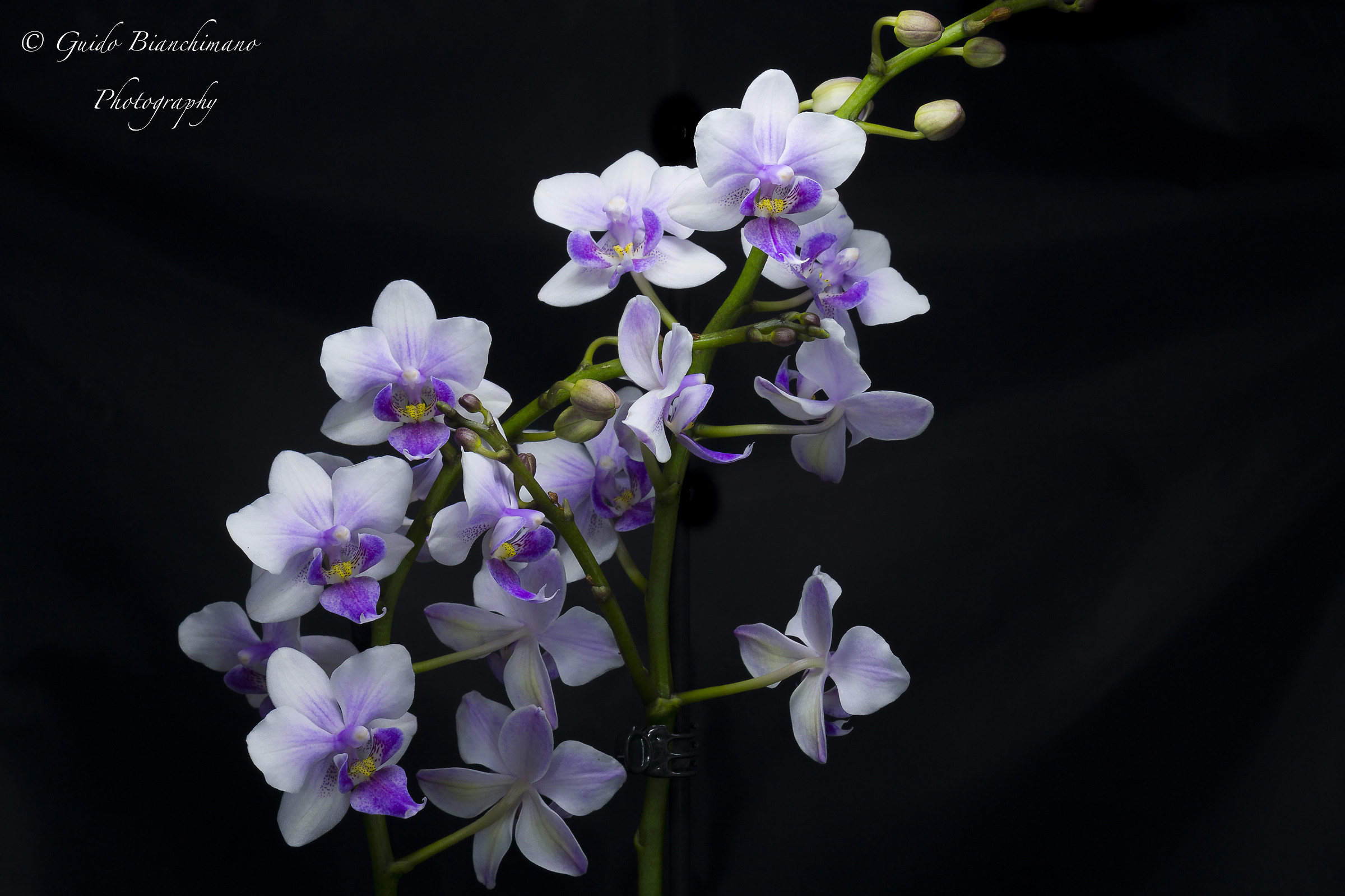 Orchid Color Makeup...