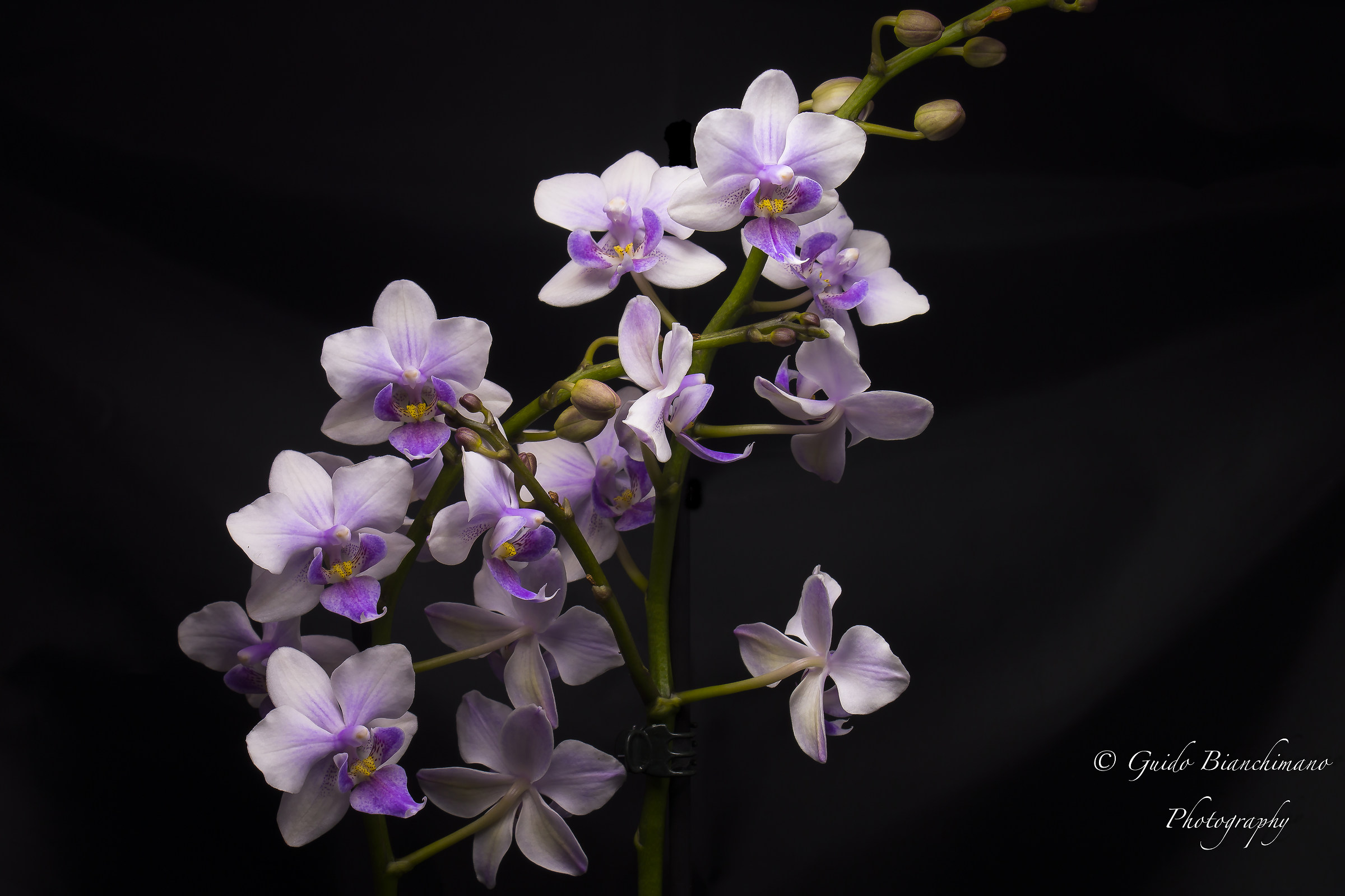 Orchidea Color Makeup...