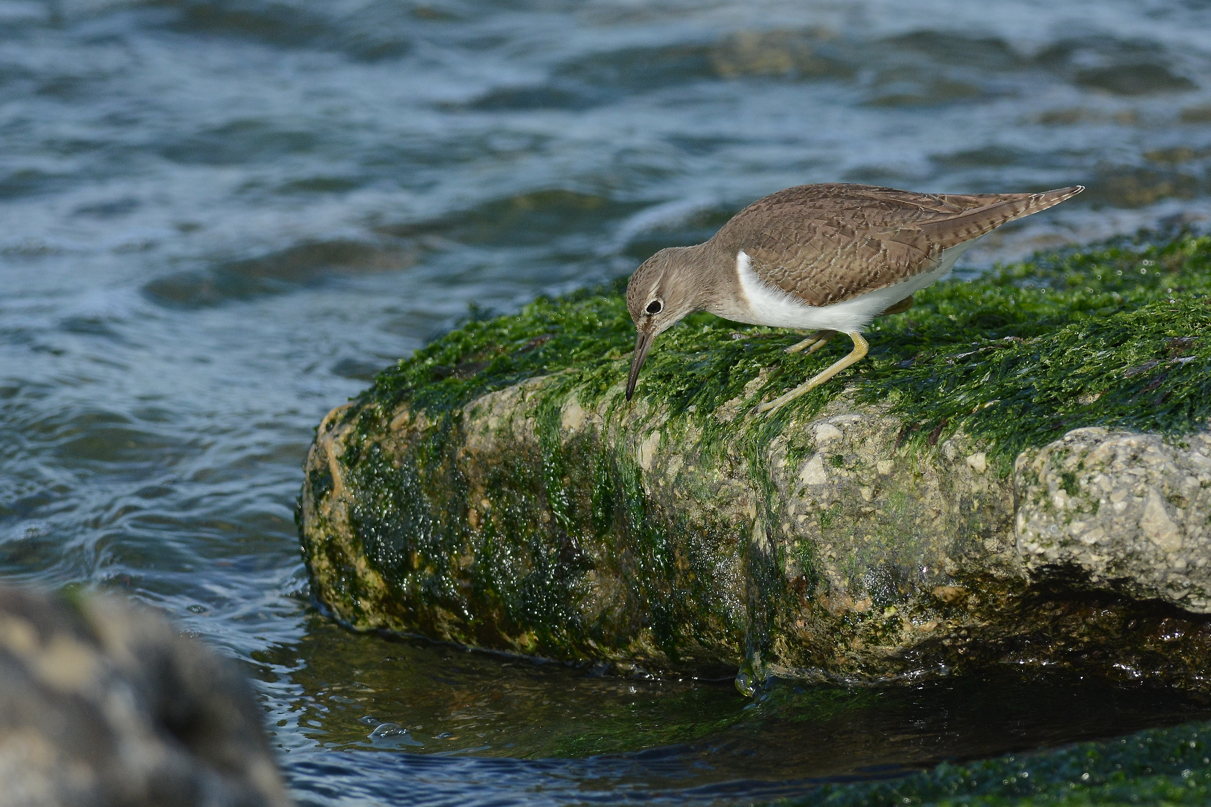 sandpiper in search of food...
