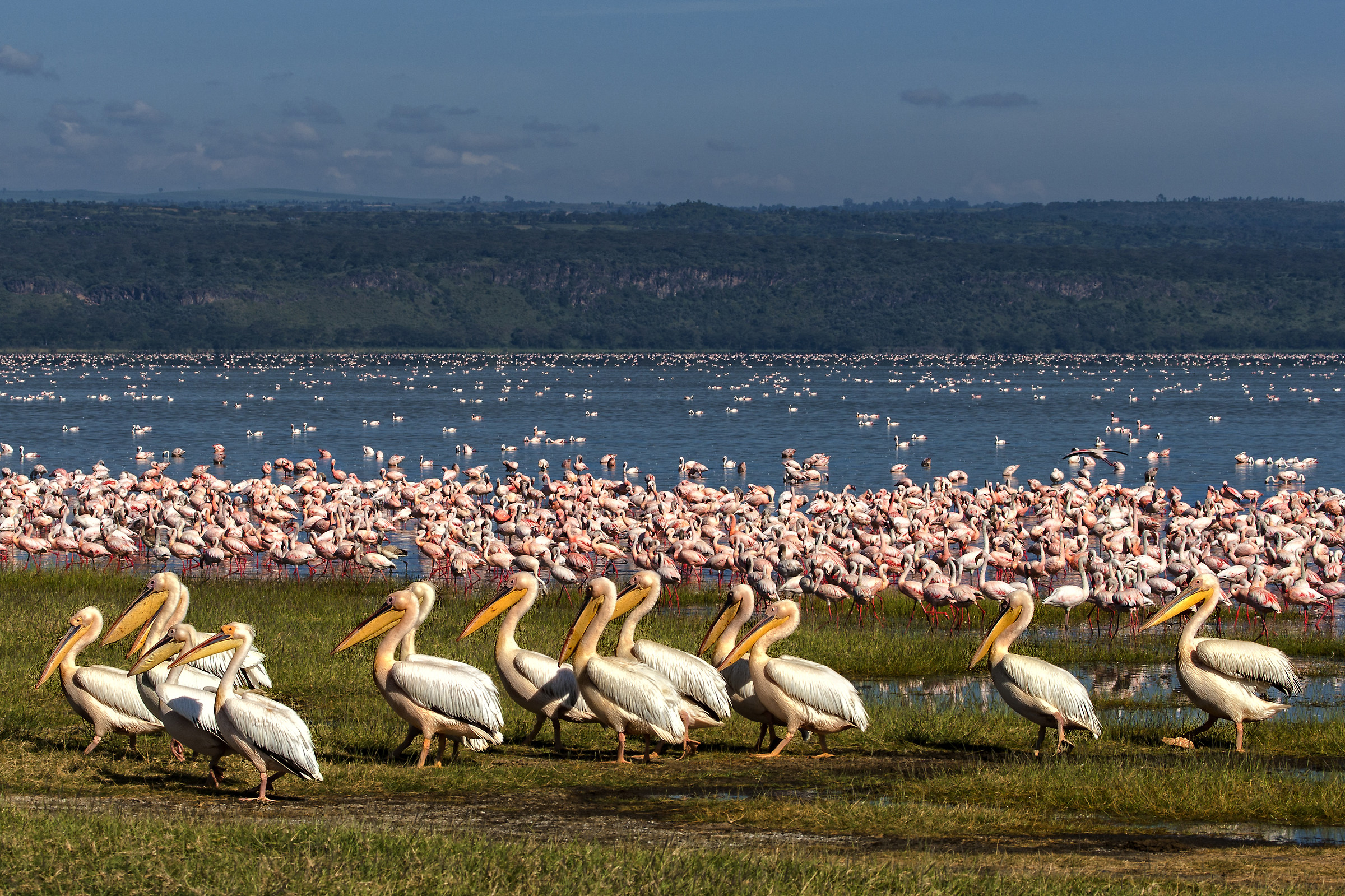 Nakuru with flamingo's and pelikans...