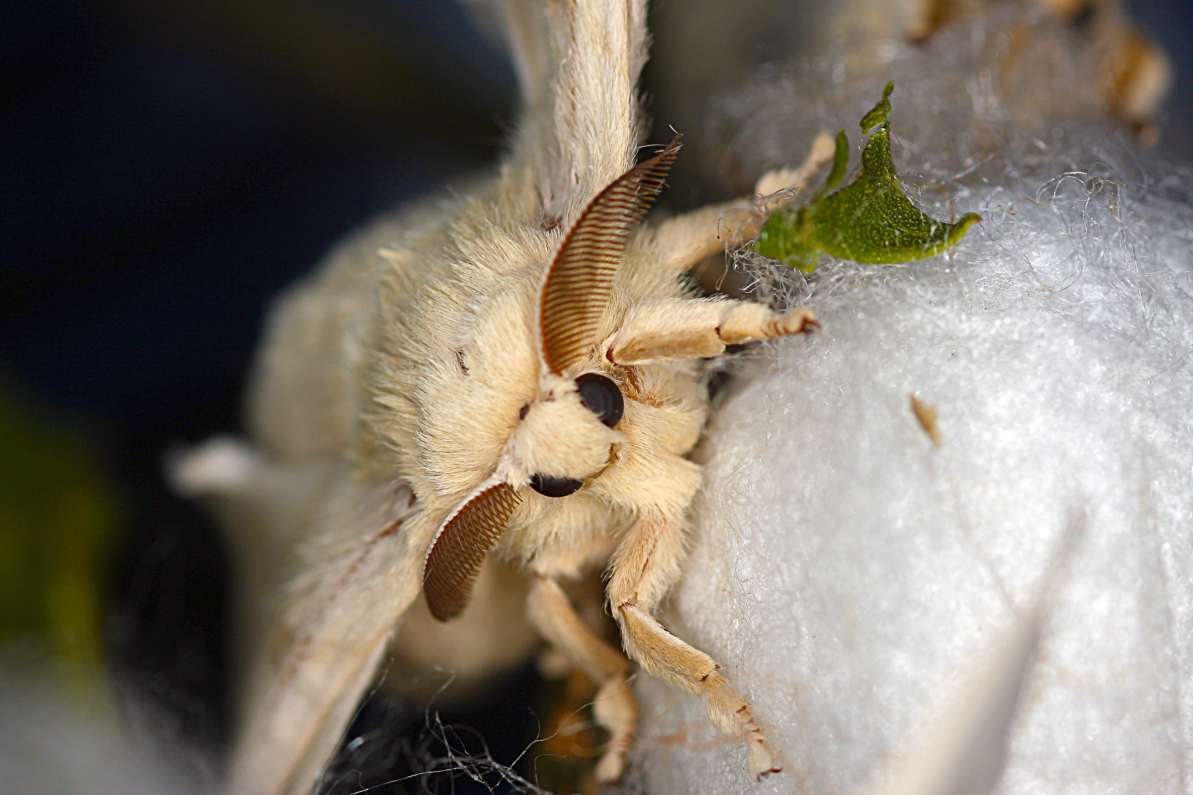 Bombyx mori (silkworm moth)...
