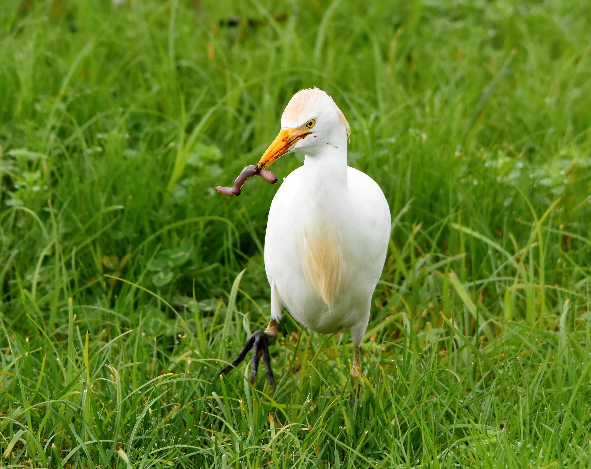 Cattle Egret with prey...
