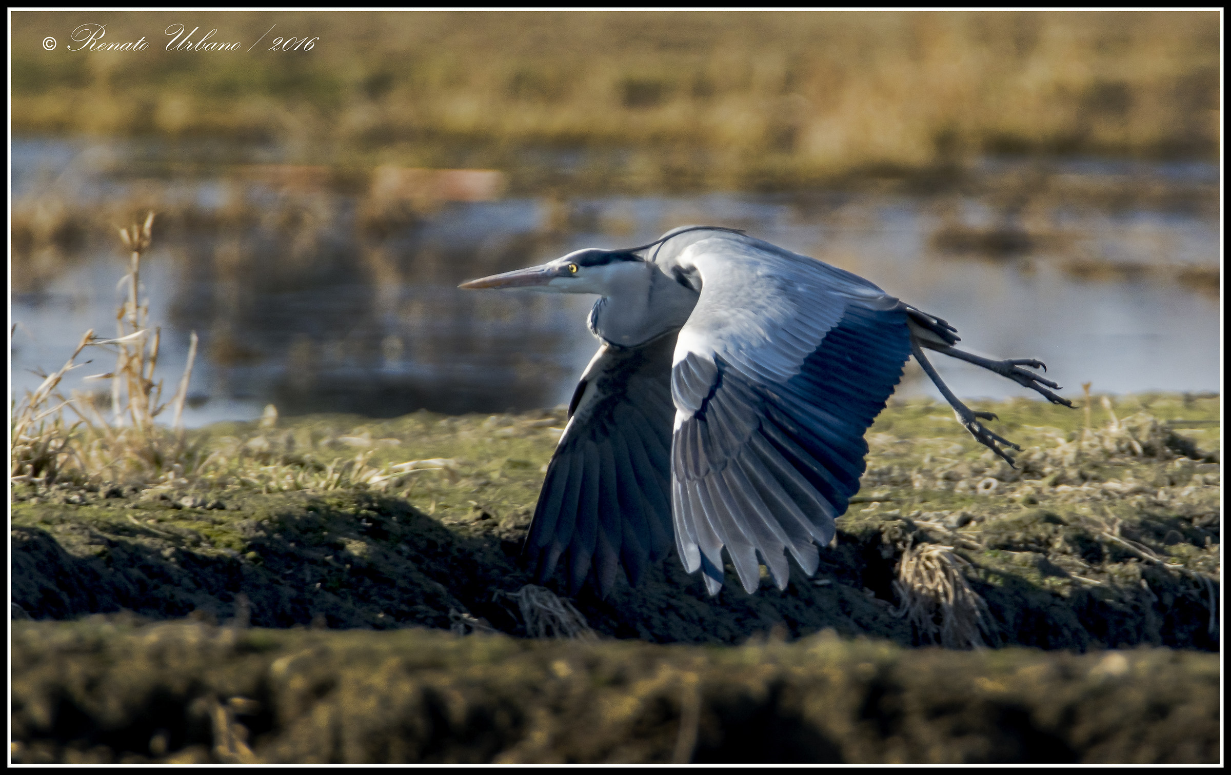 Gray heron - flying low...