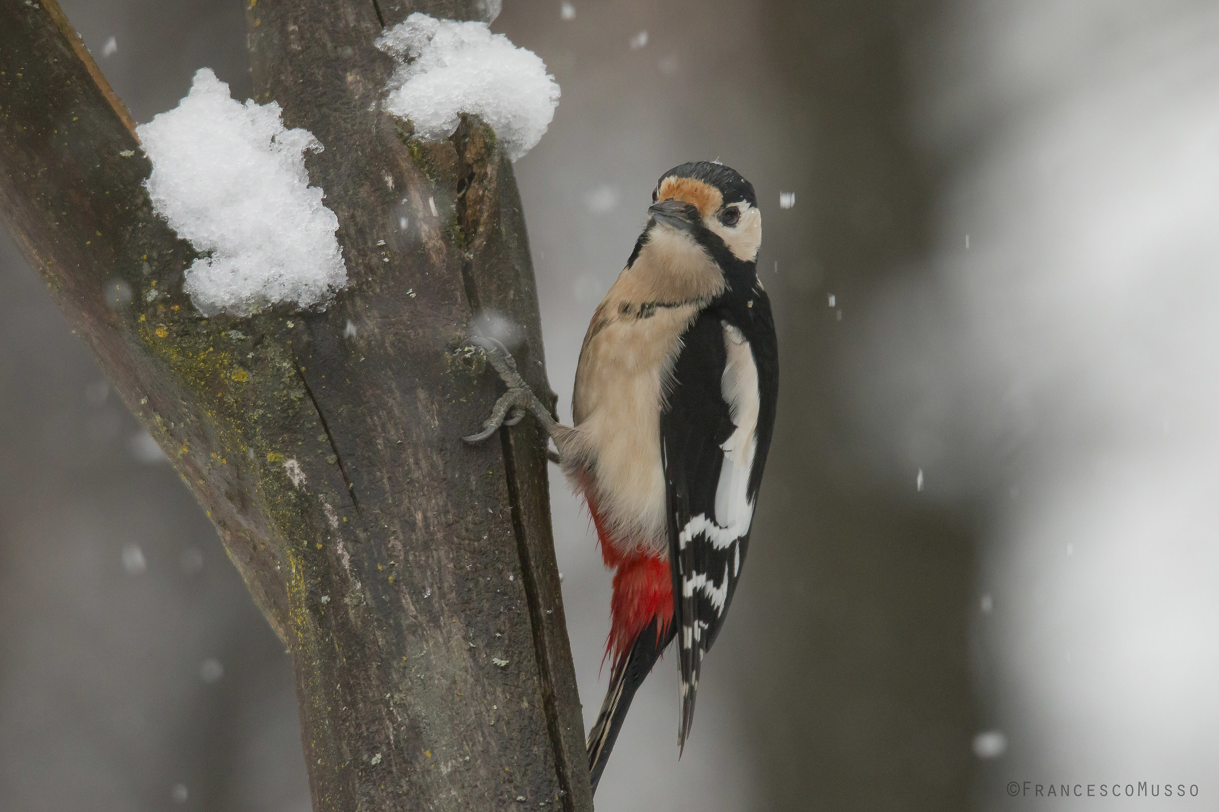 Woodpecker Red in the Snow...