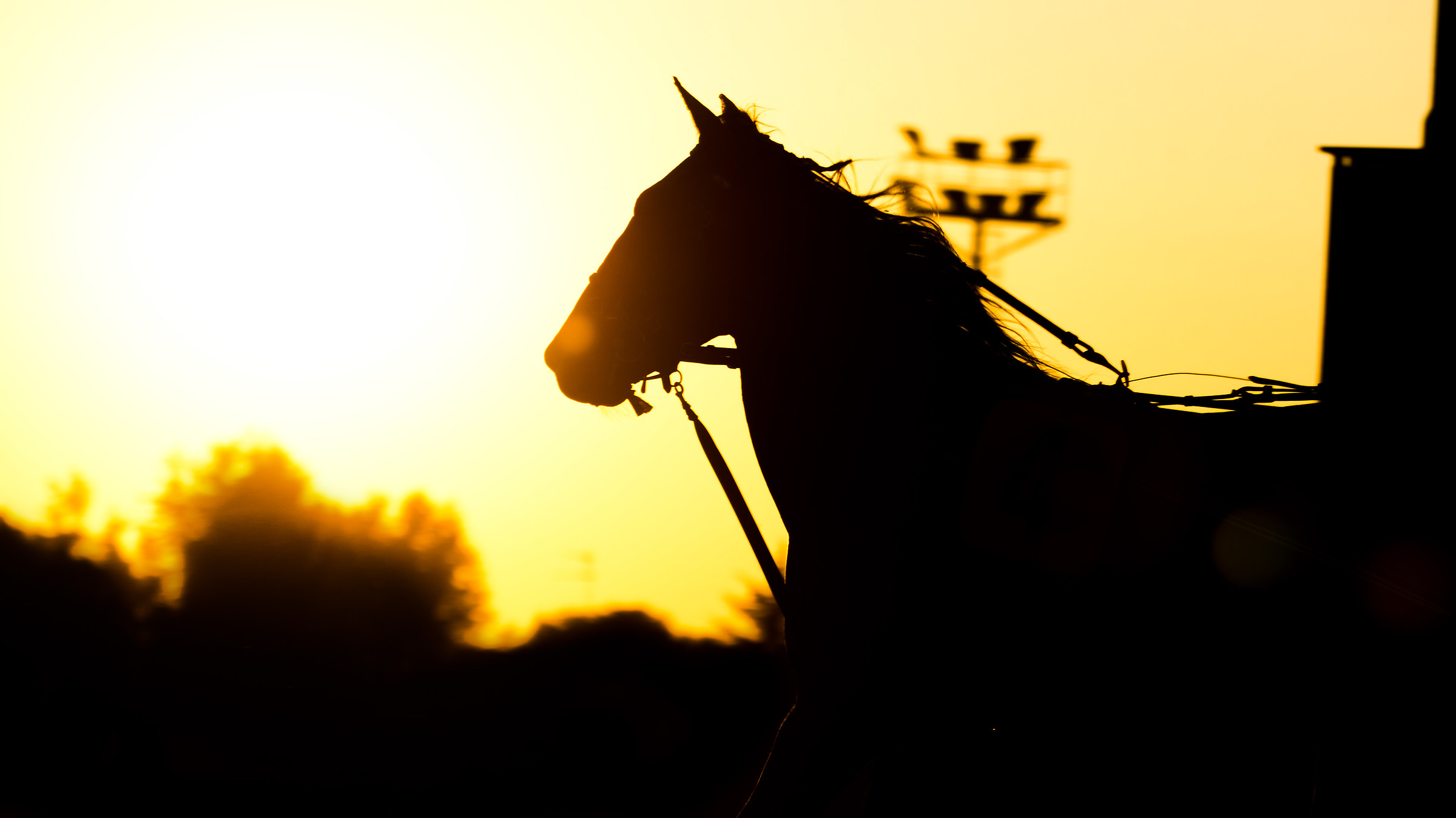 Horse Racing in silhouette...
