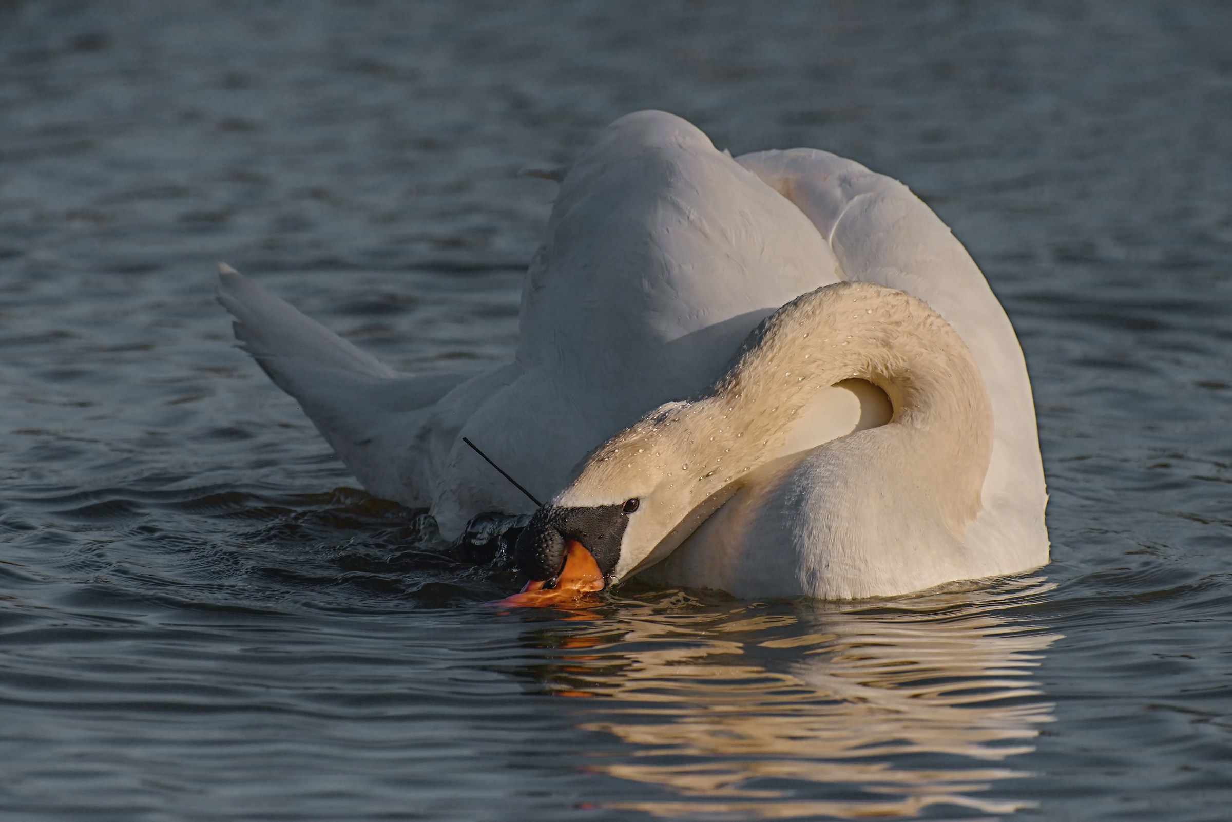 Swan at sunset...