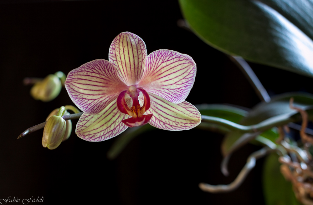 La mia orchidea...