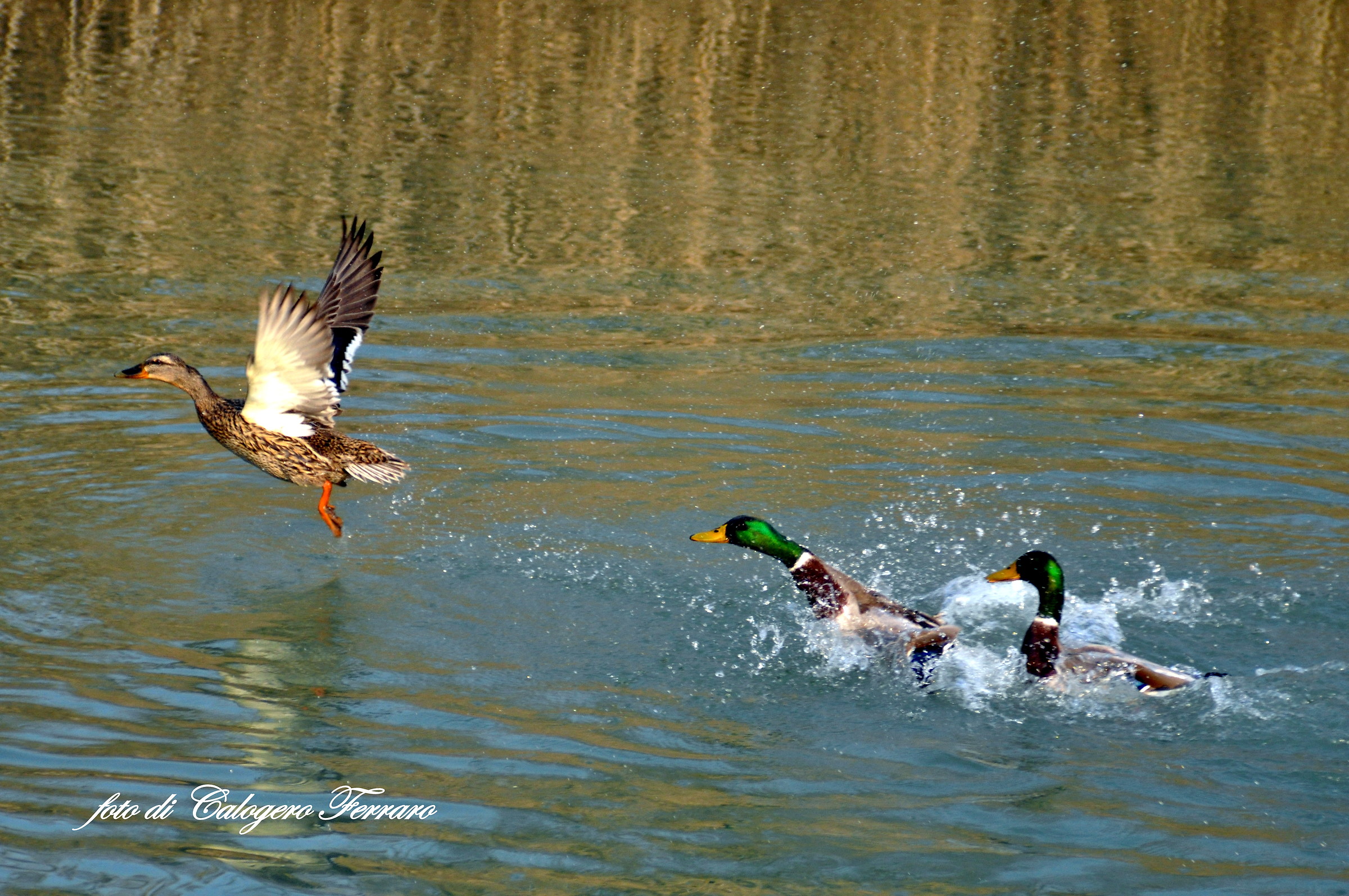 The flight of ducks...