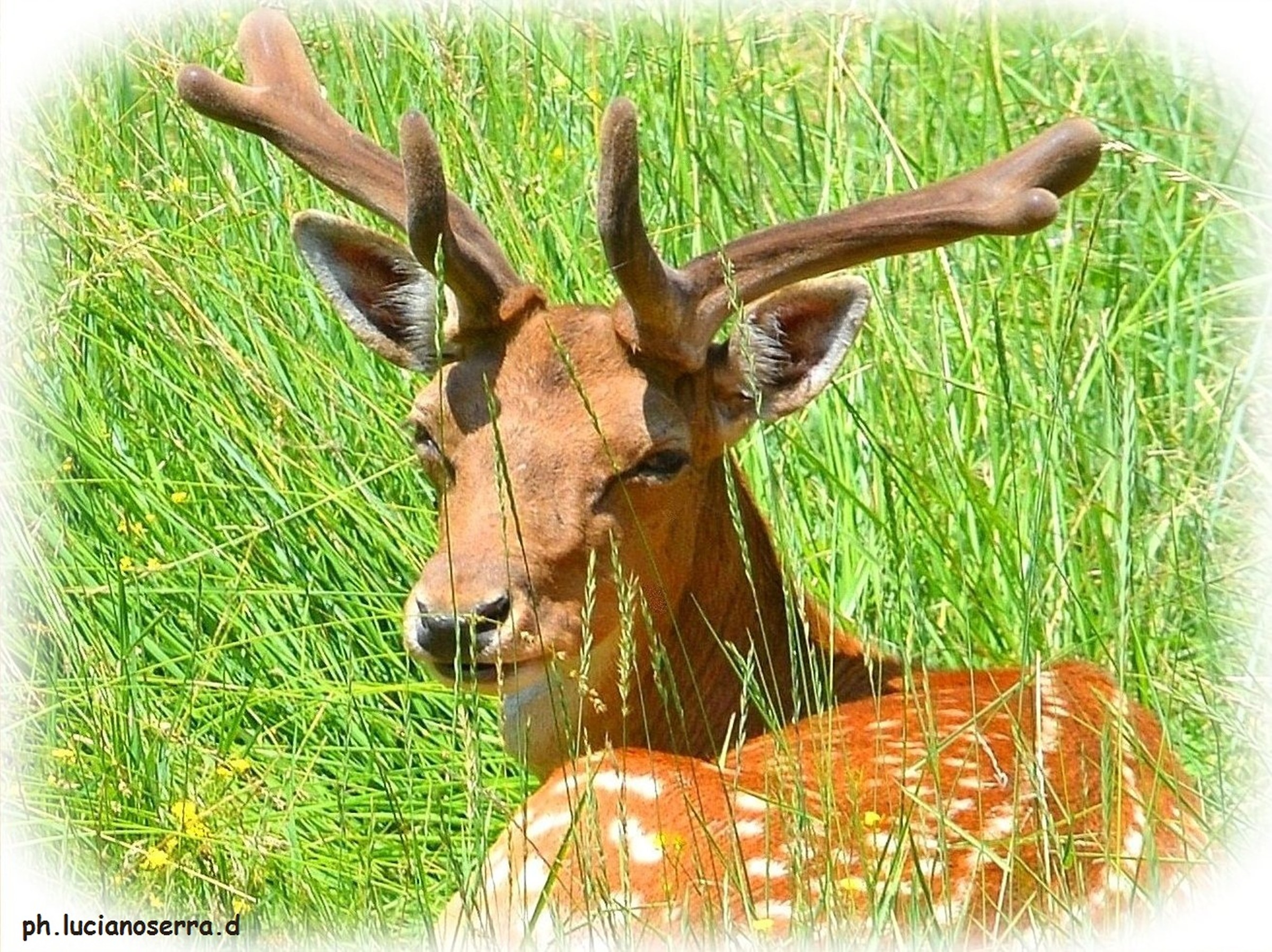 A 'another young deer...