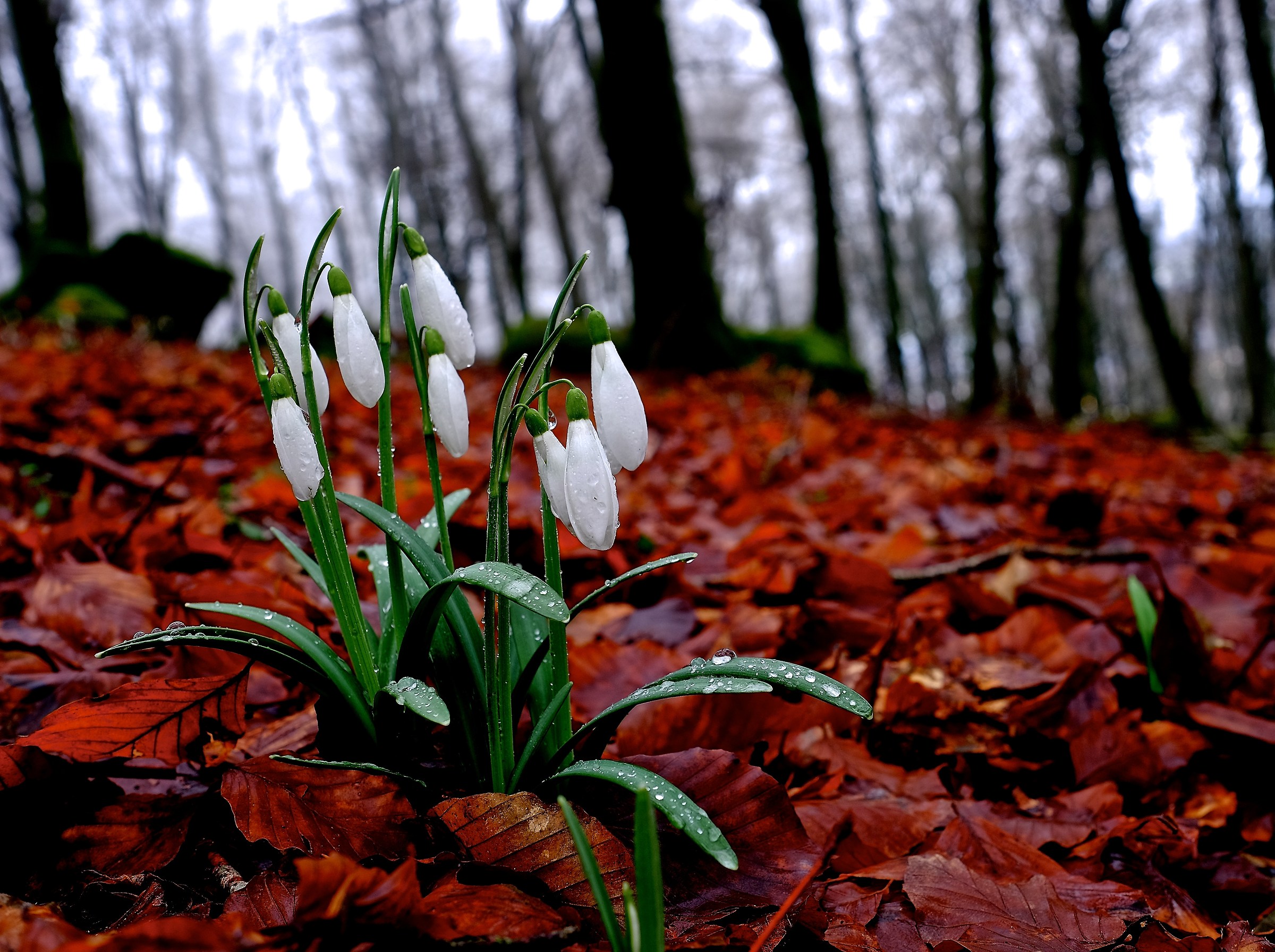 The lanterns of the elves...