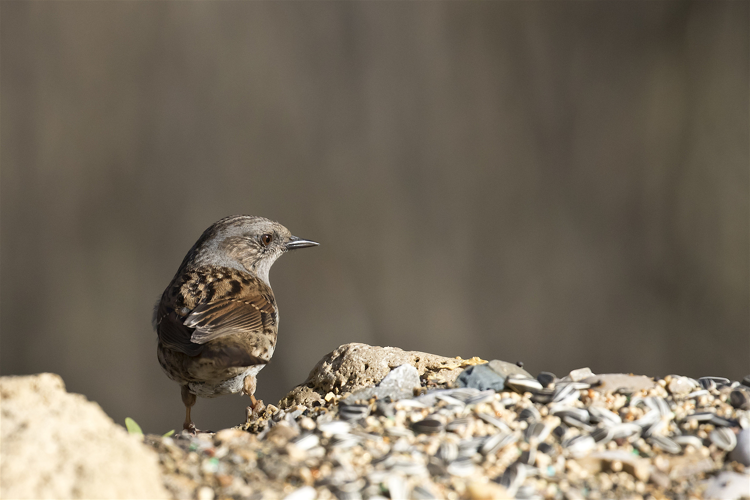 Dunnock...