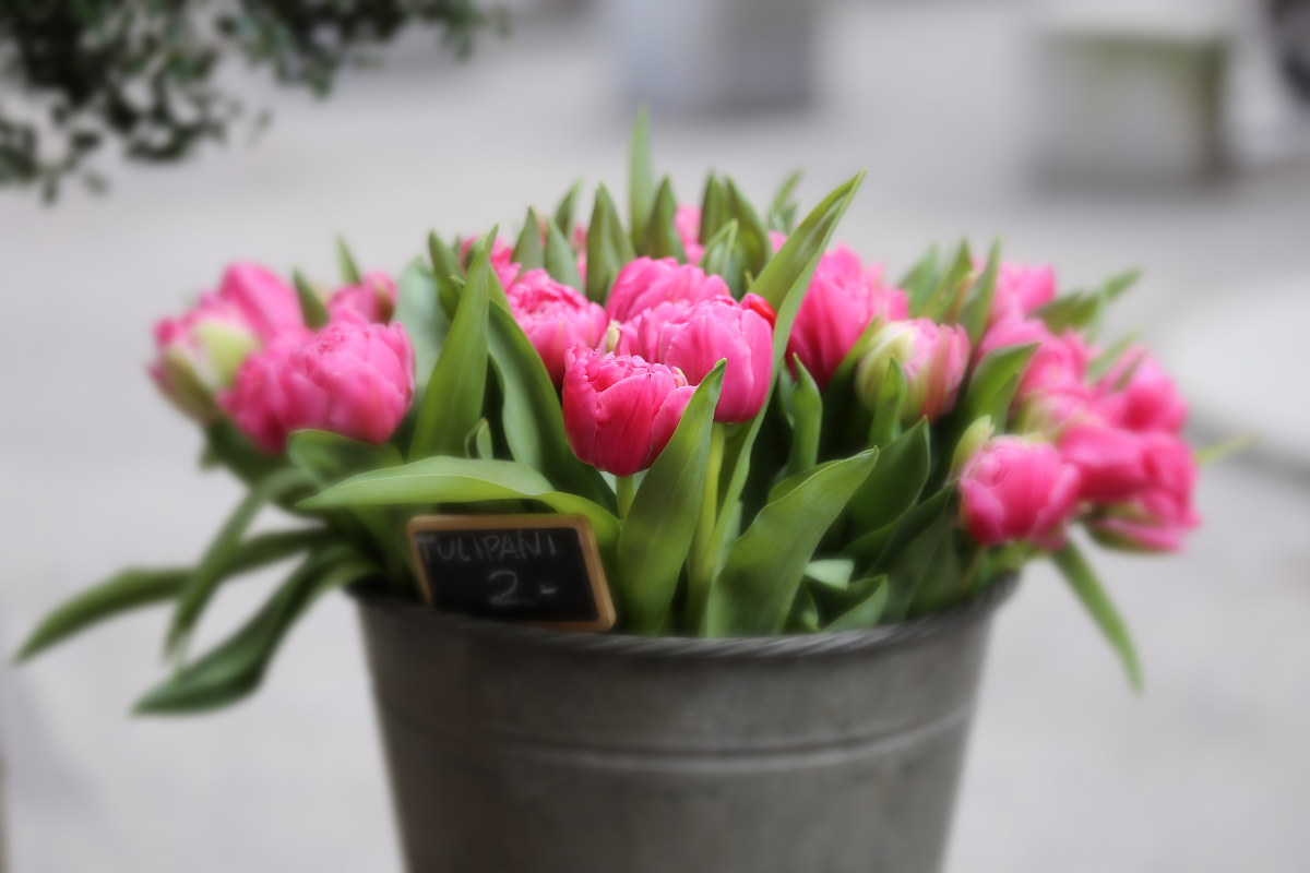 Cheap Tulips ......