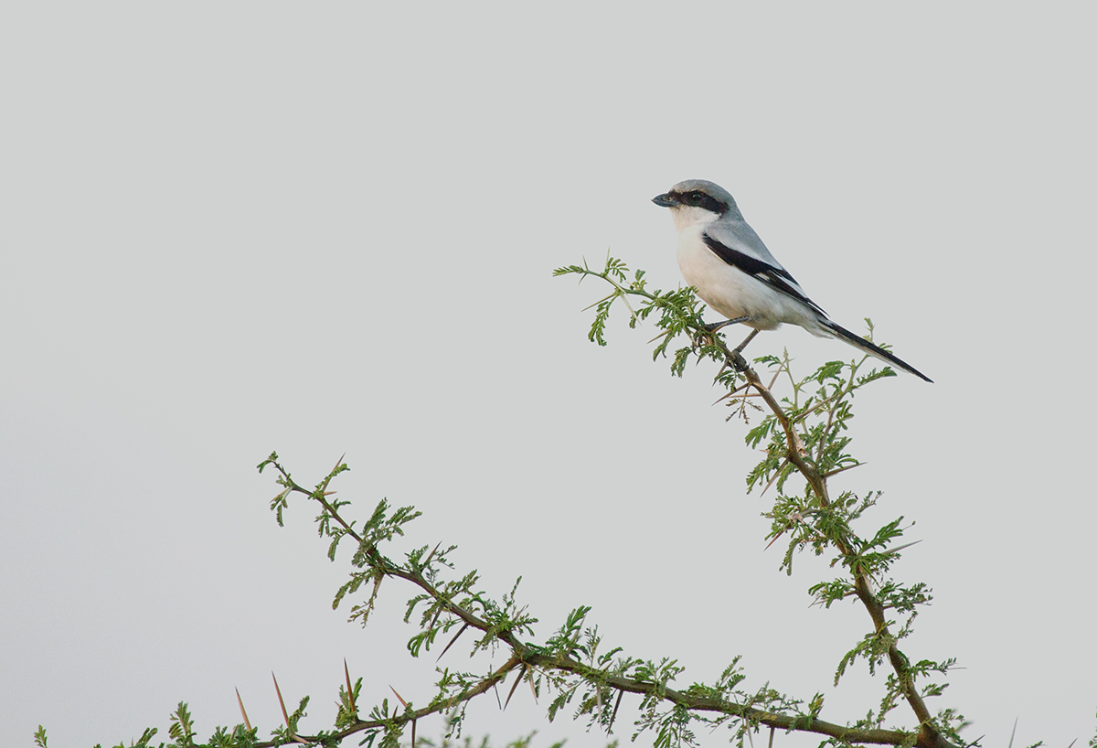 Southern grey Shrike in te last rays of evening lights....