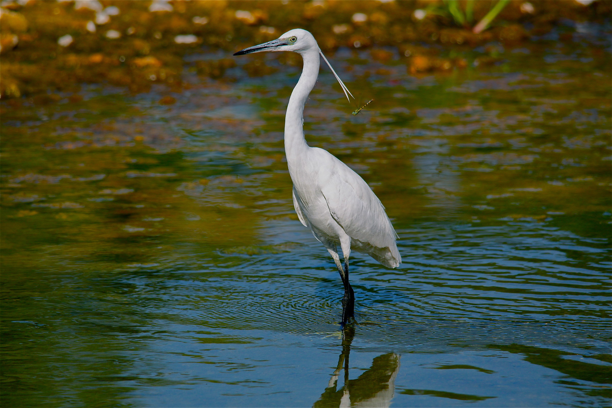 egret and dragonfly...