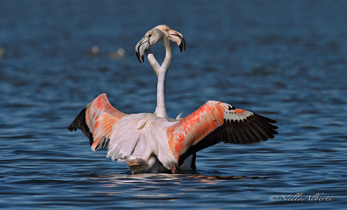 flamingo pink lagoon of Orbetello...