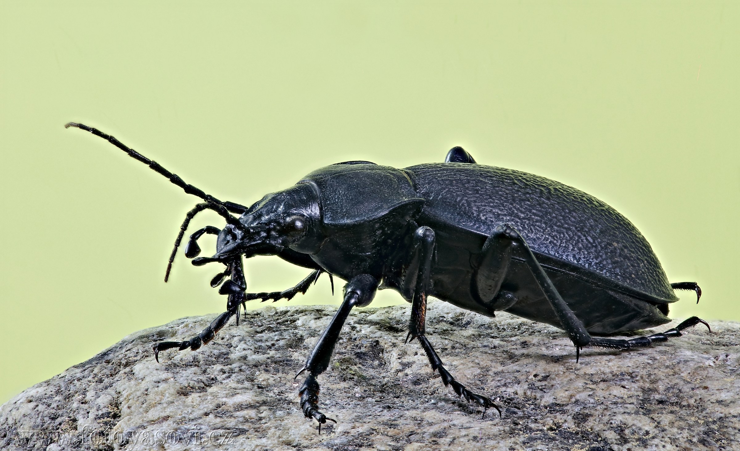 ground beetle...