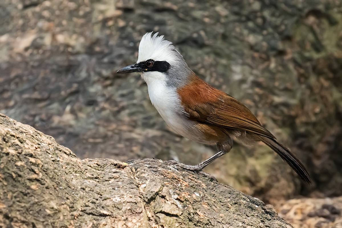 White-crested Laughingthrush...
