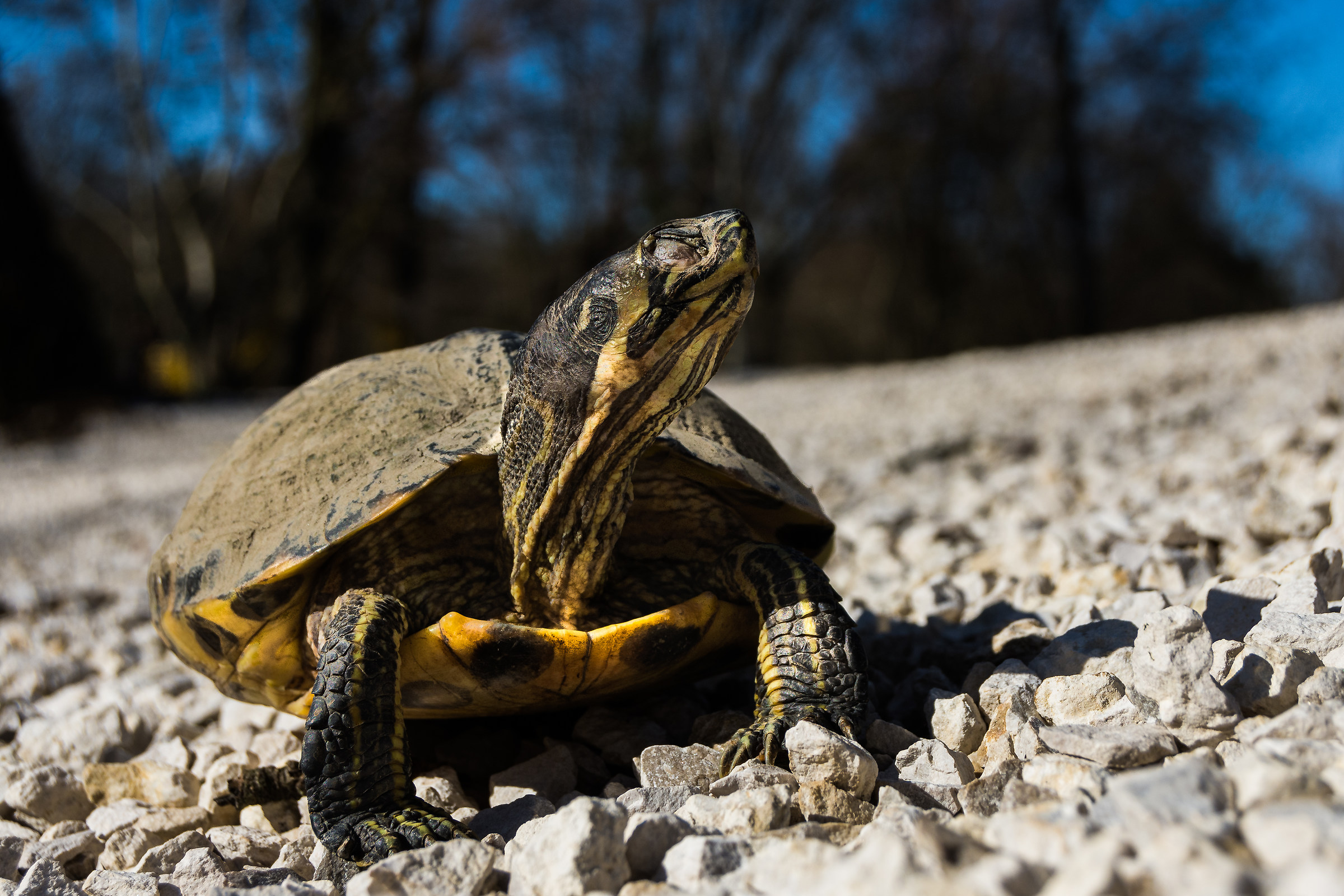 Trachemis...