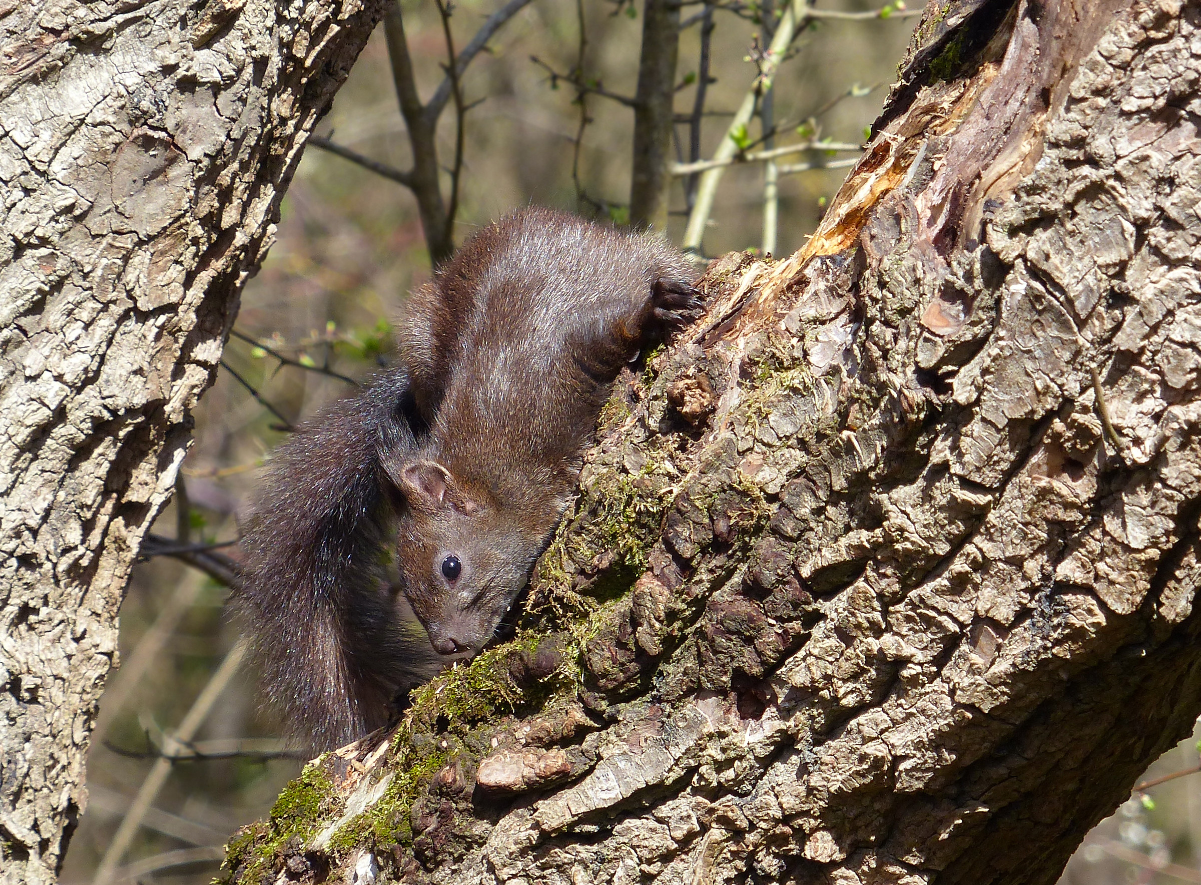 Squirrel...