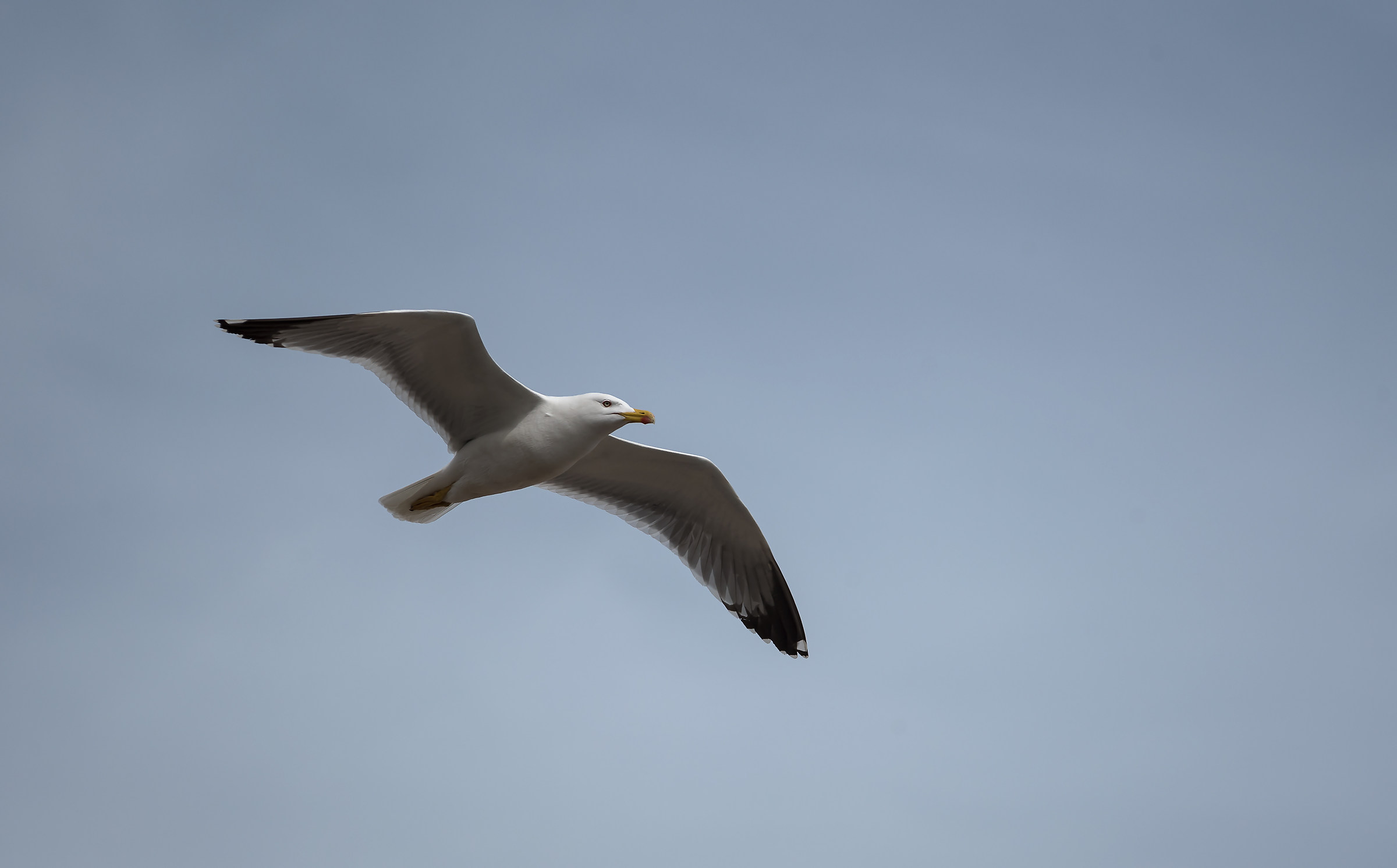 Sea gull...