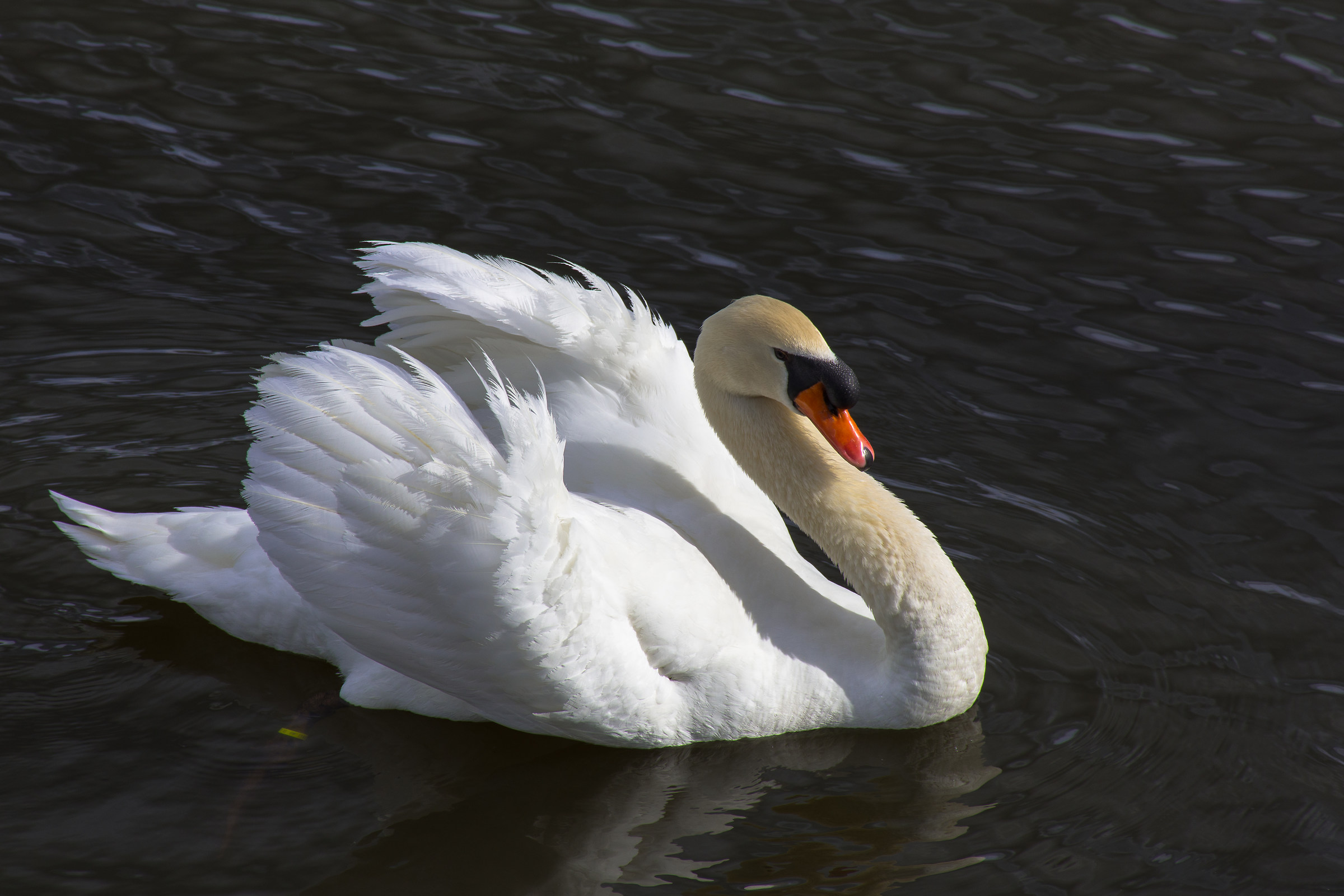 swans 5...