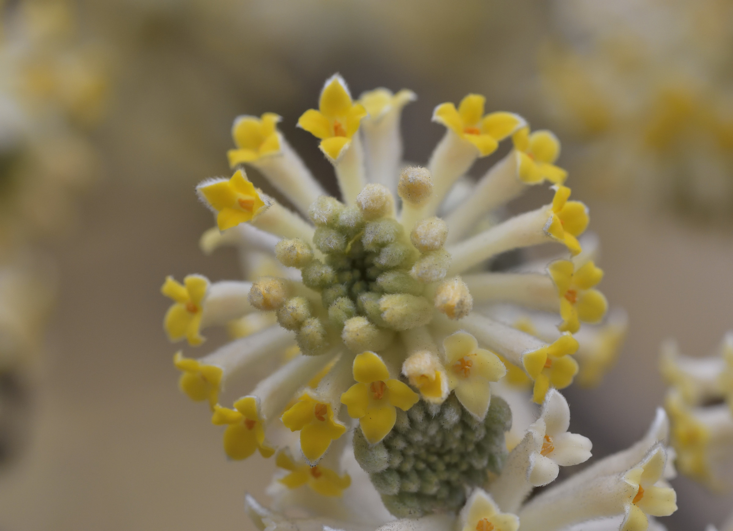 edgeworthia crysantha...