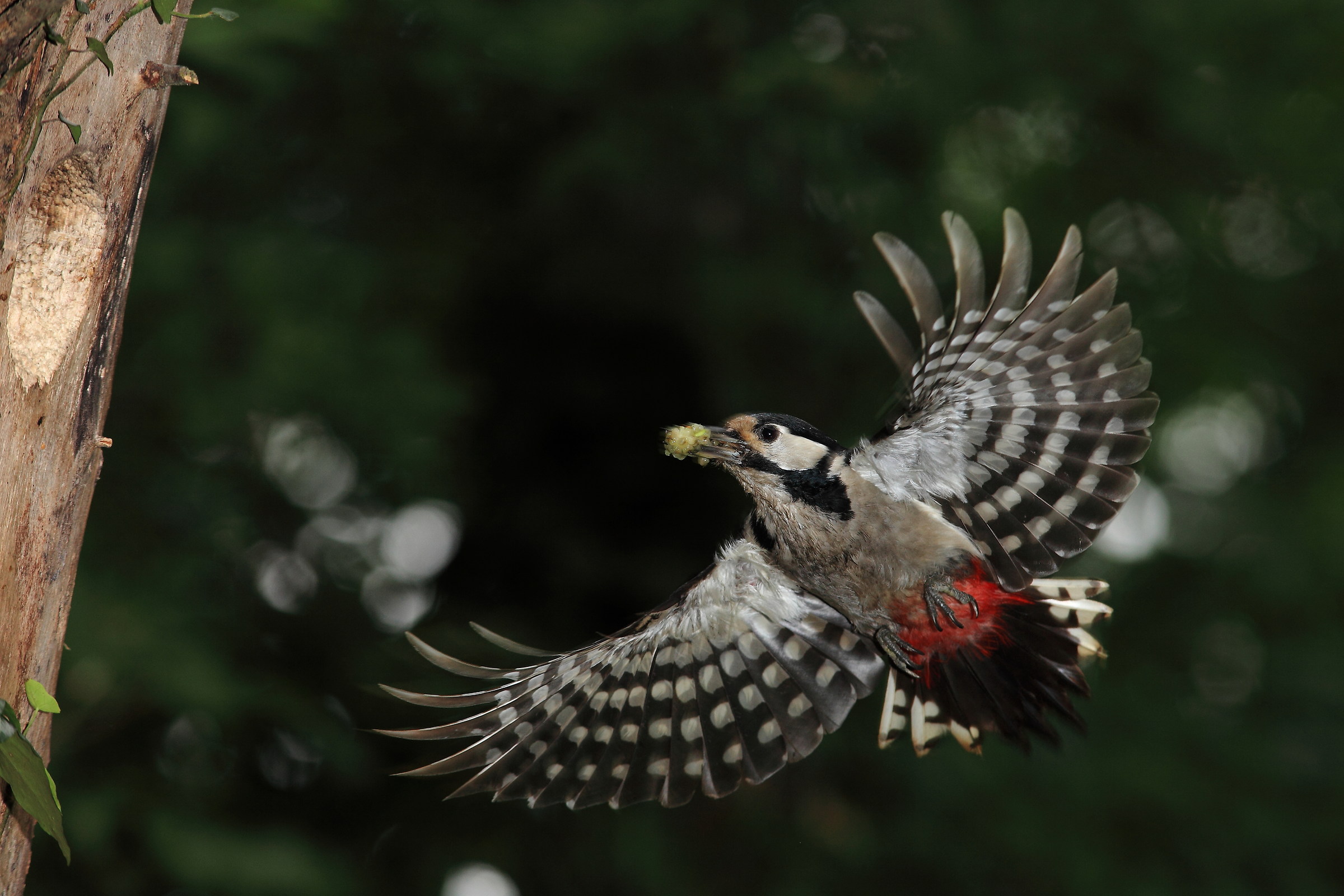 woodpecker 1...