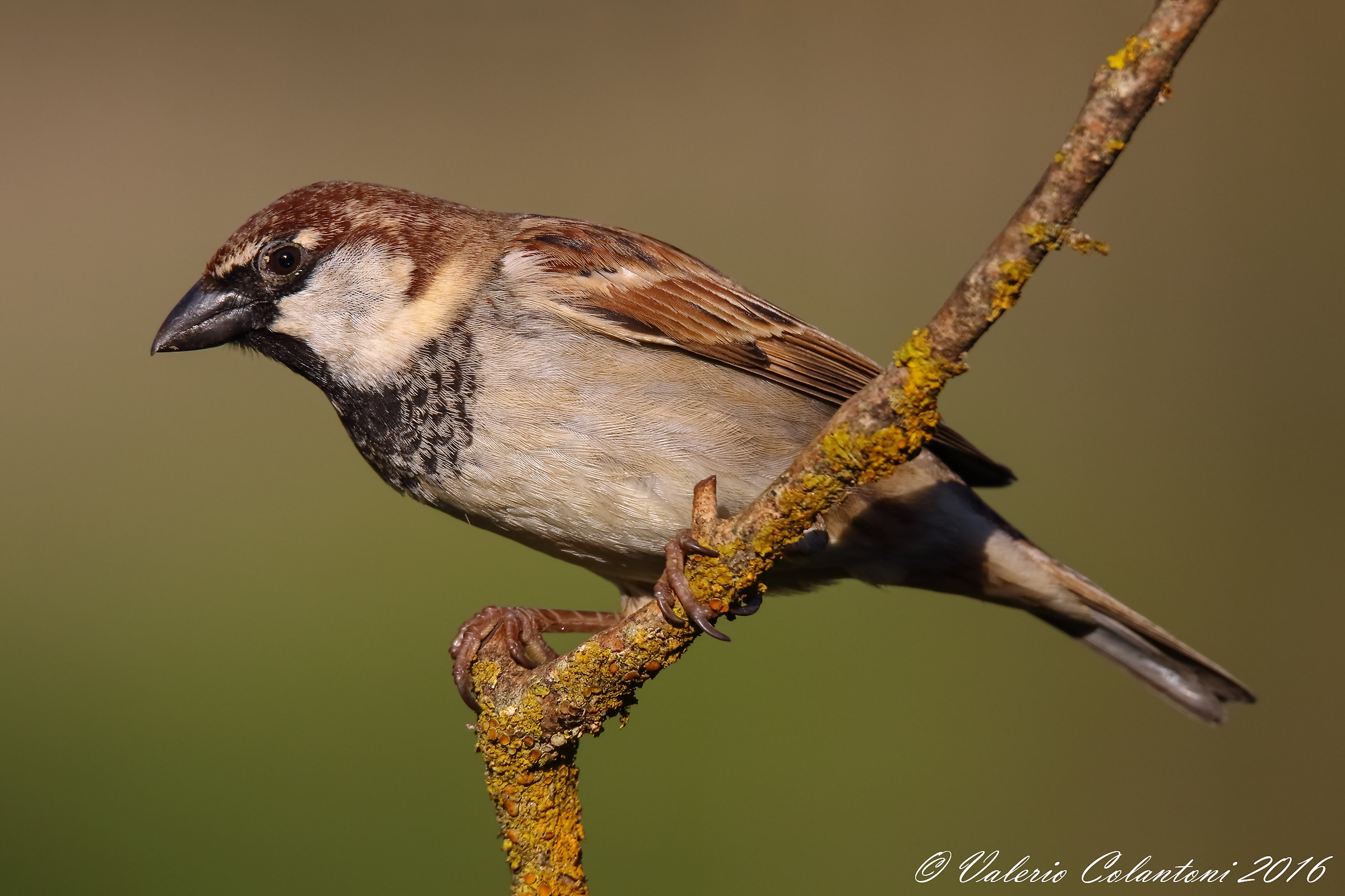 A simple sparrow ......