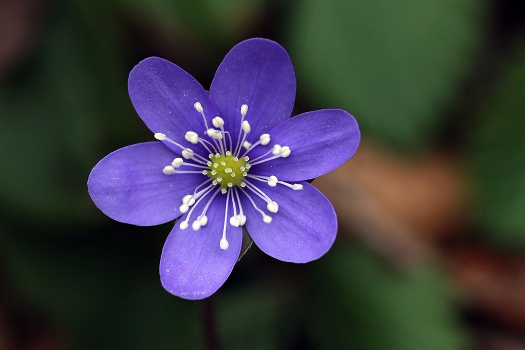 Violetta...