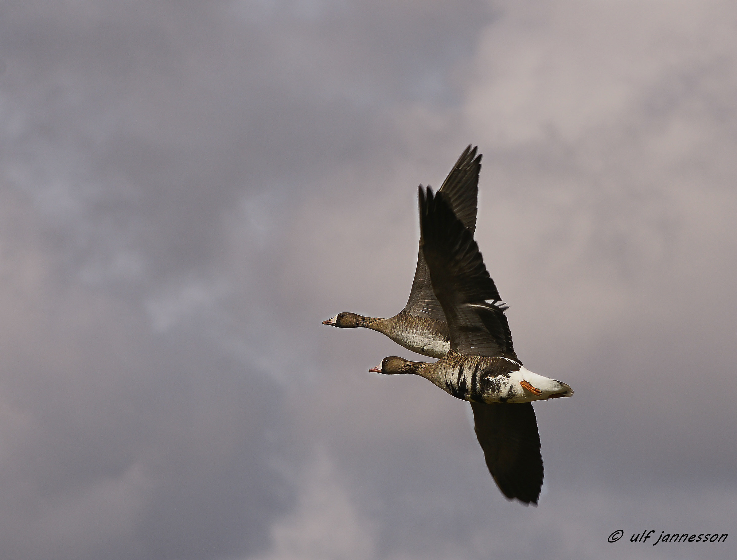 White-fronted Goose flying to an unknown destination...