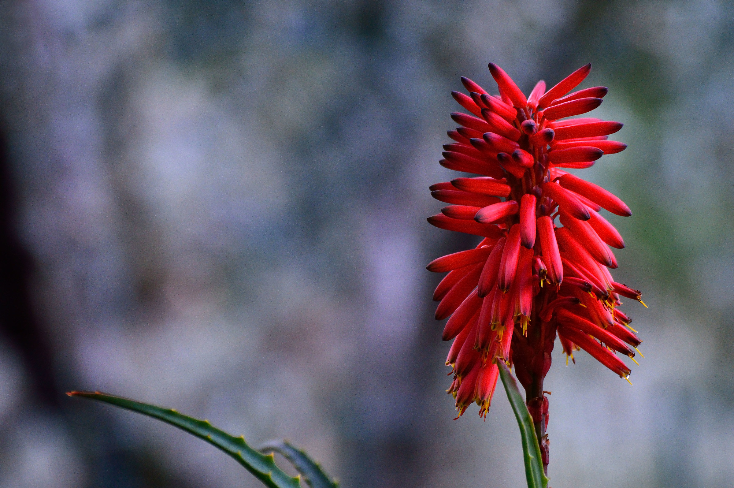 Flower Aloe arborescens...