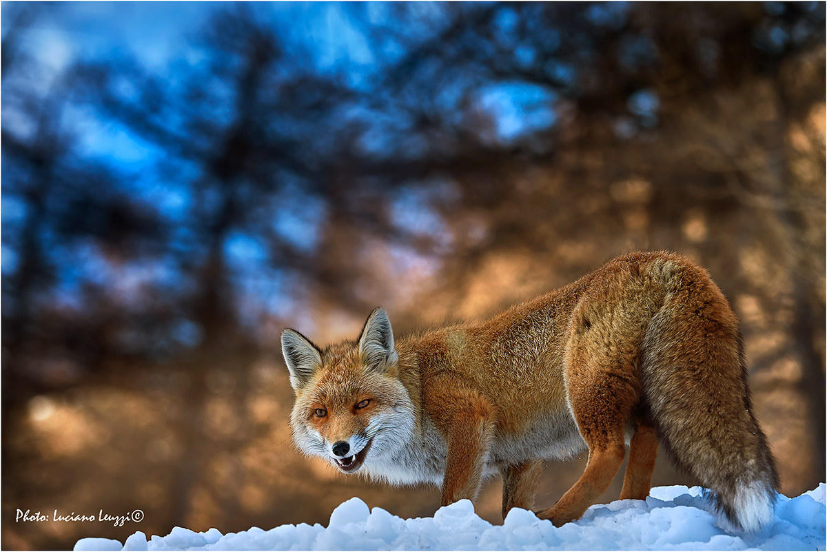 Red fox...