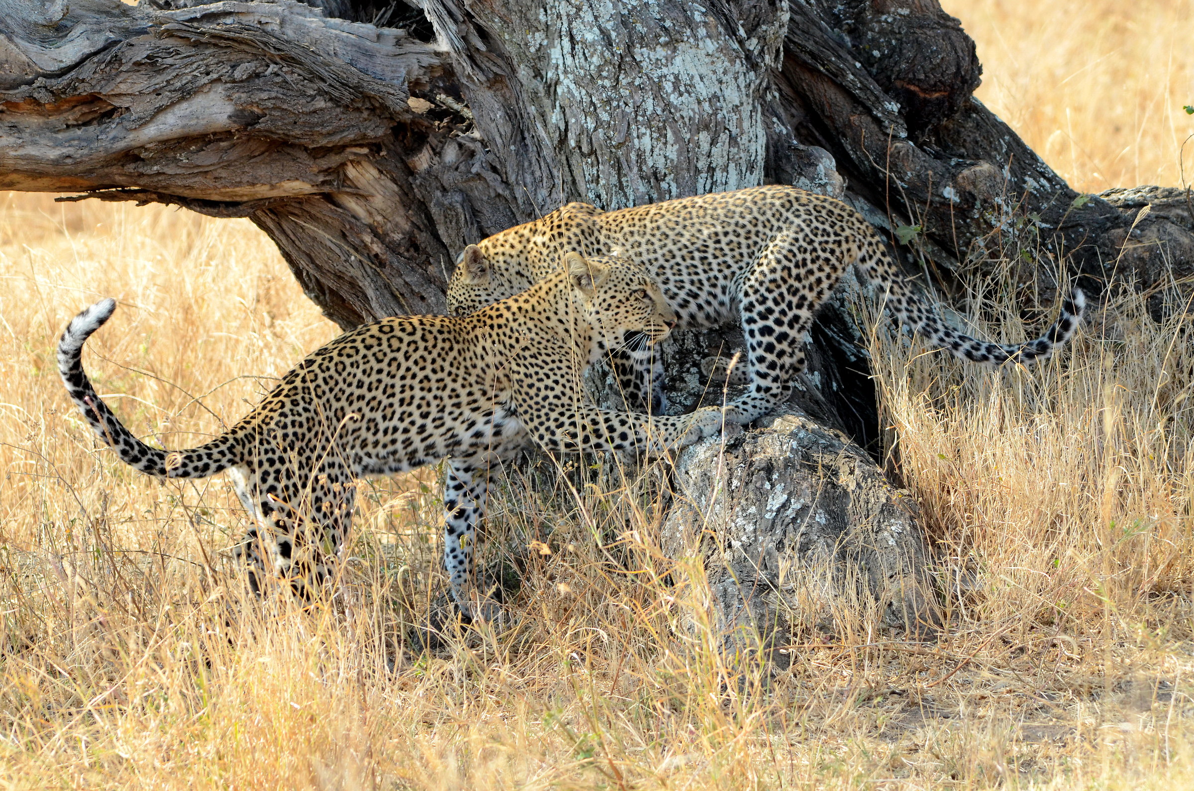 young leopards...