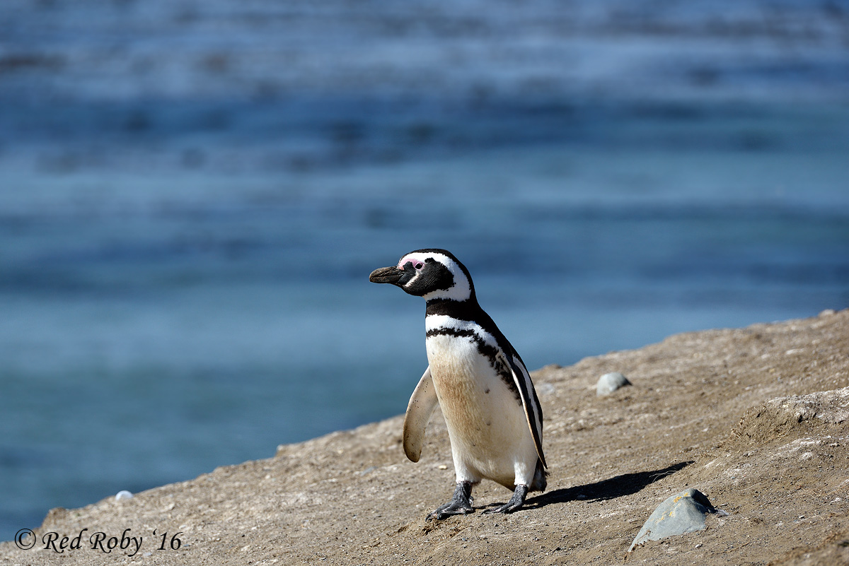 Magellanic penguins...