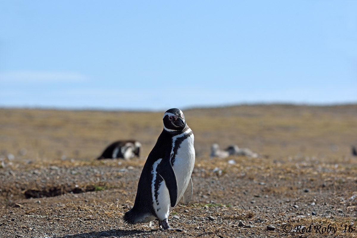 Pinguini di Magellano...