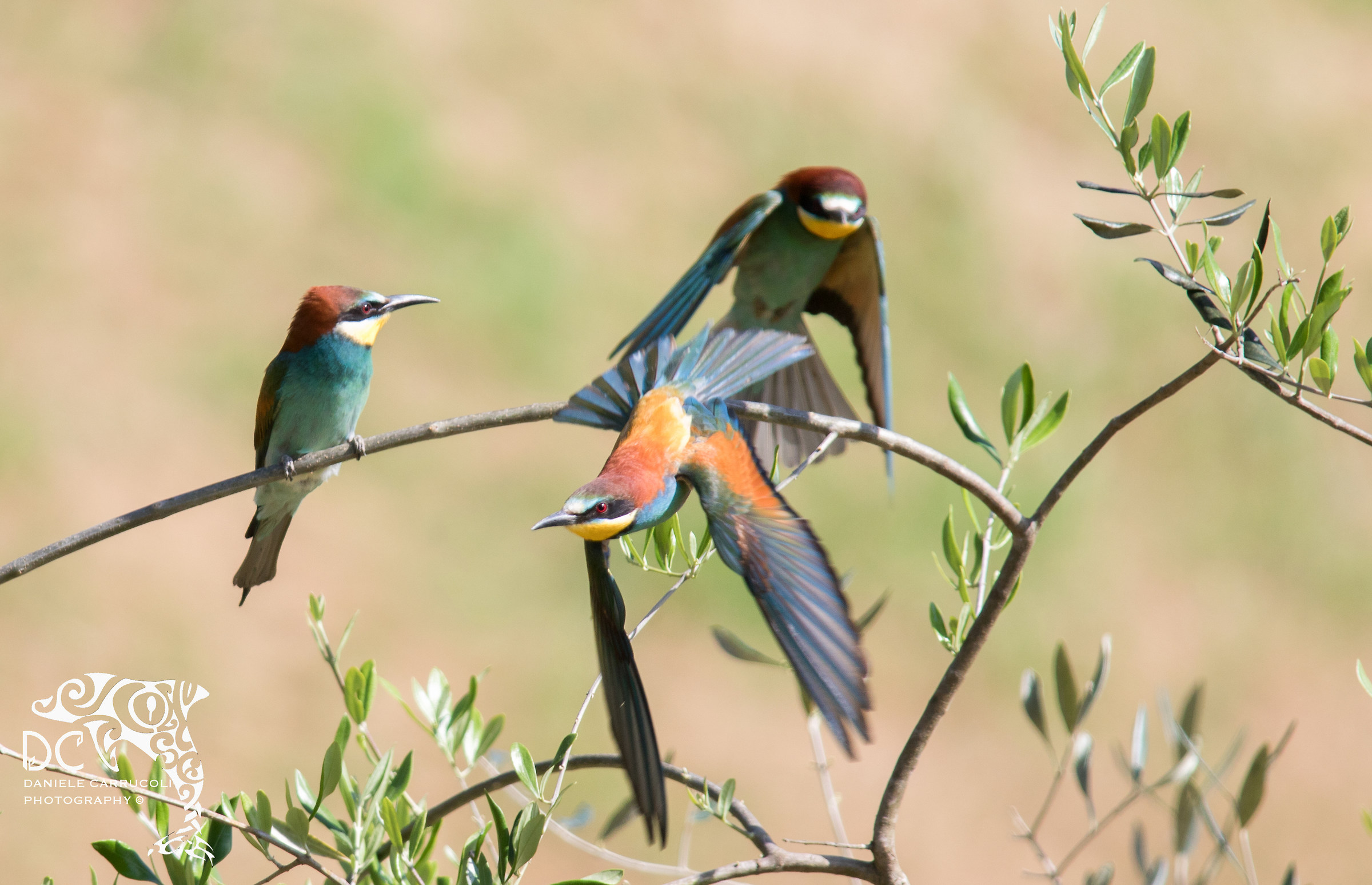 bee-eaters...