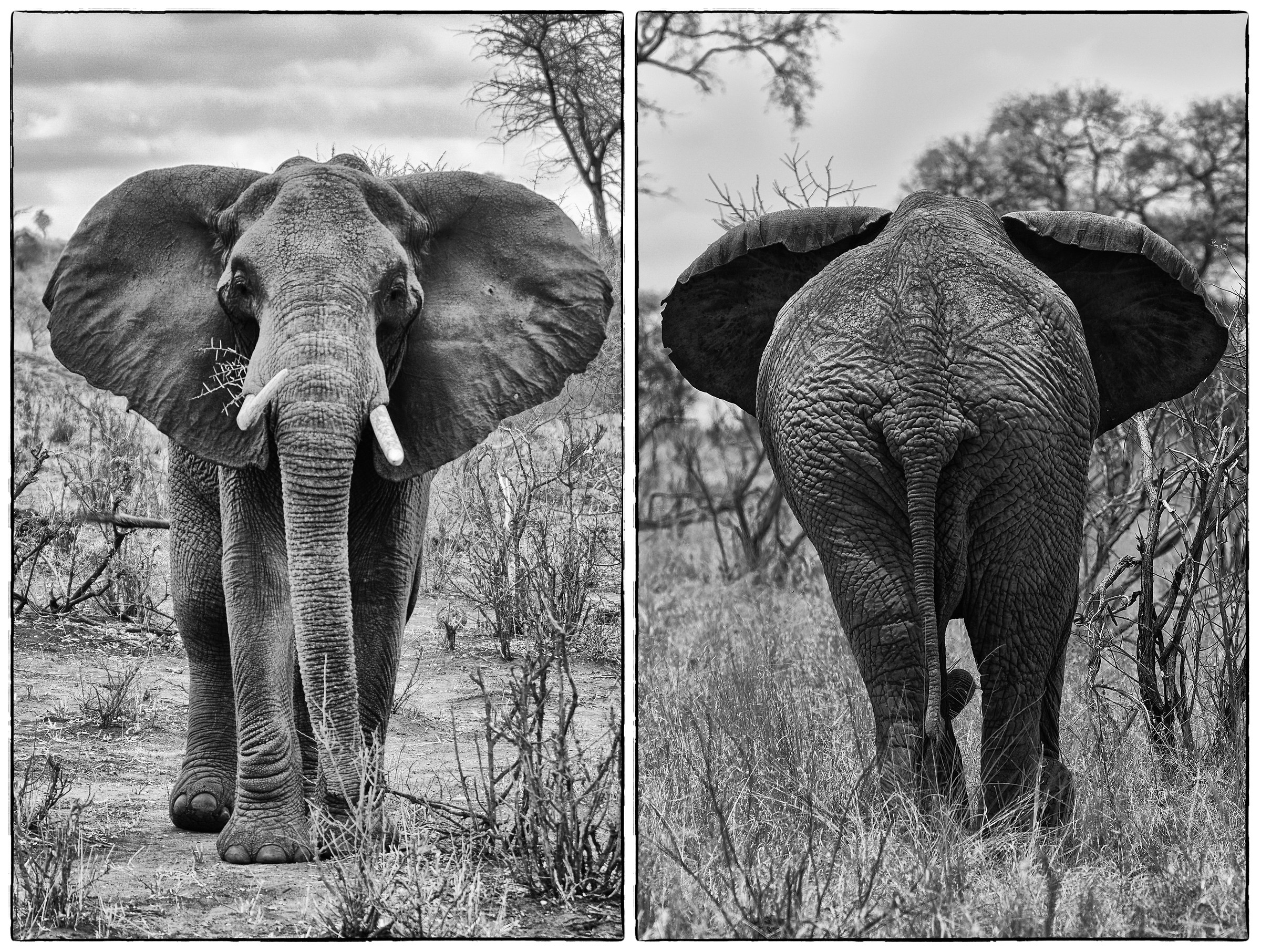 Elefante (Tanzania)...
