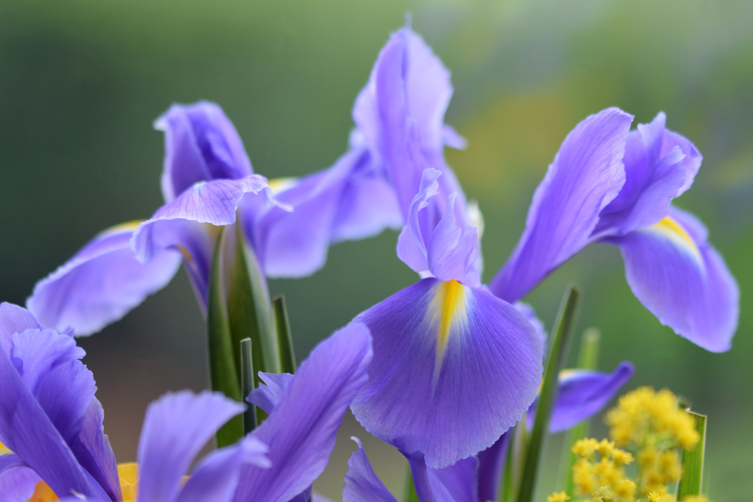 Irises...