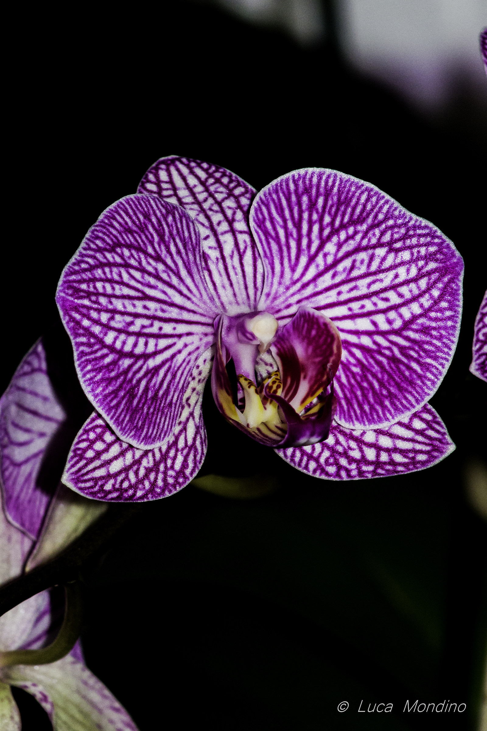Orchidea1...