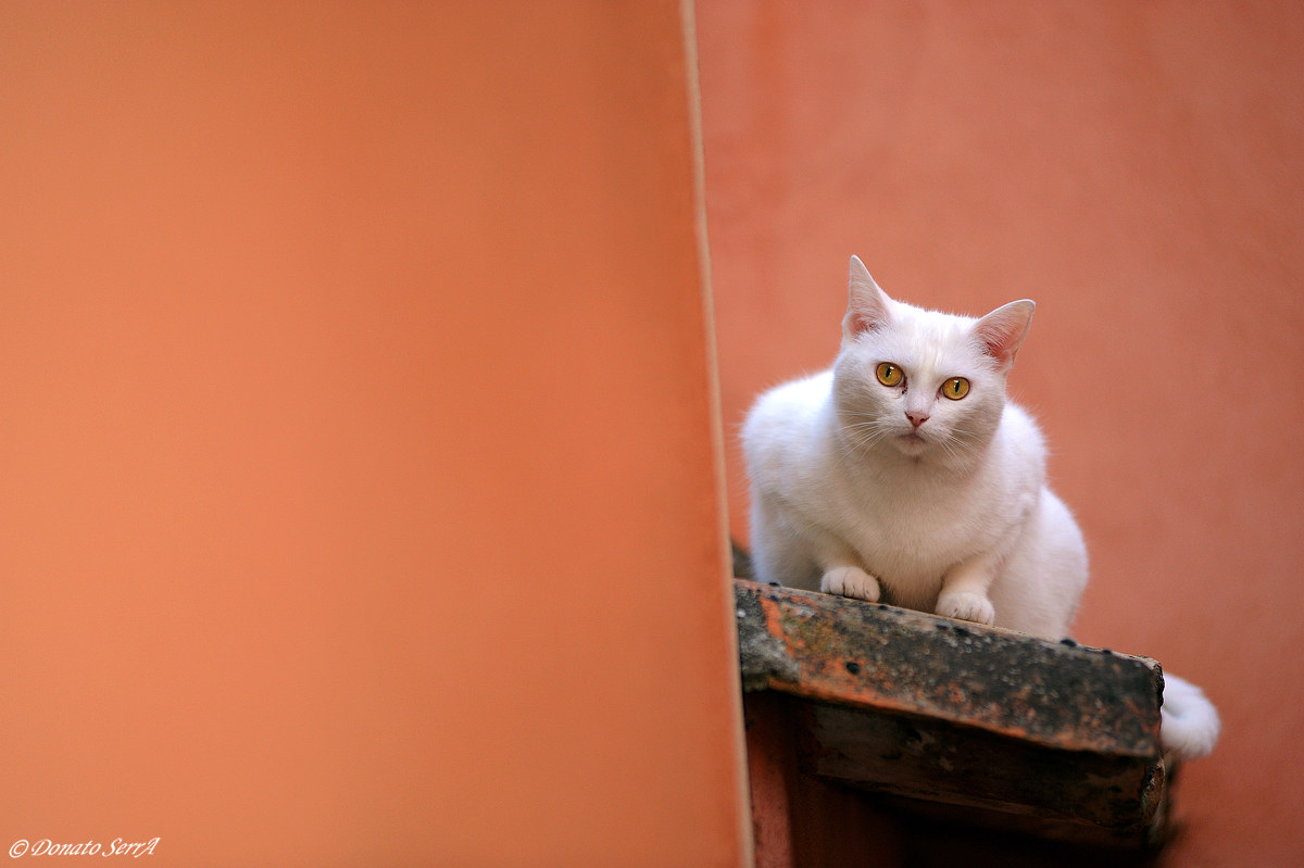 Cat among the red walls of Roussillon...