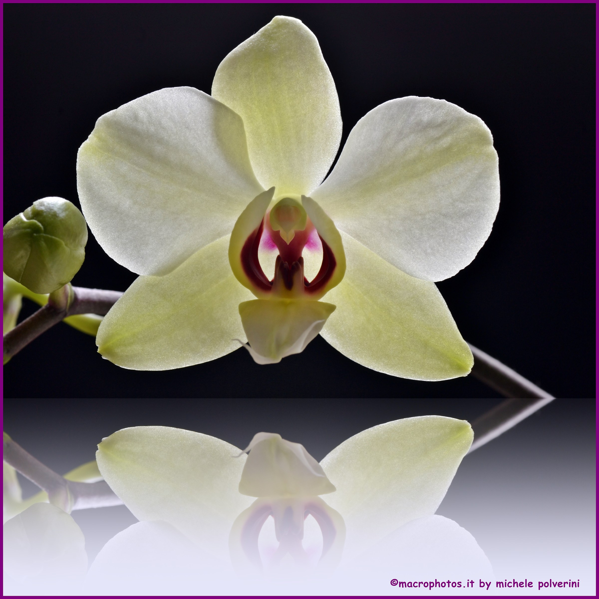 Il riflesso dell'orchidea bianca...