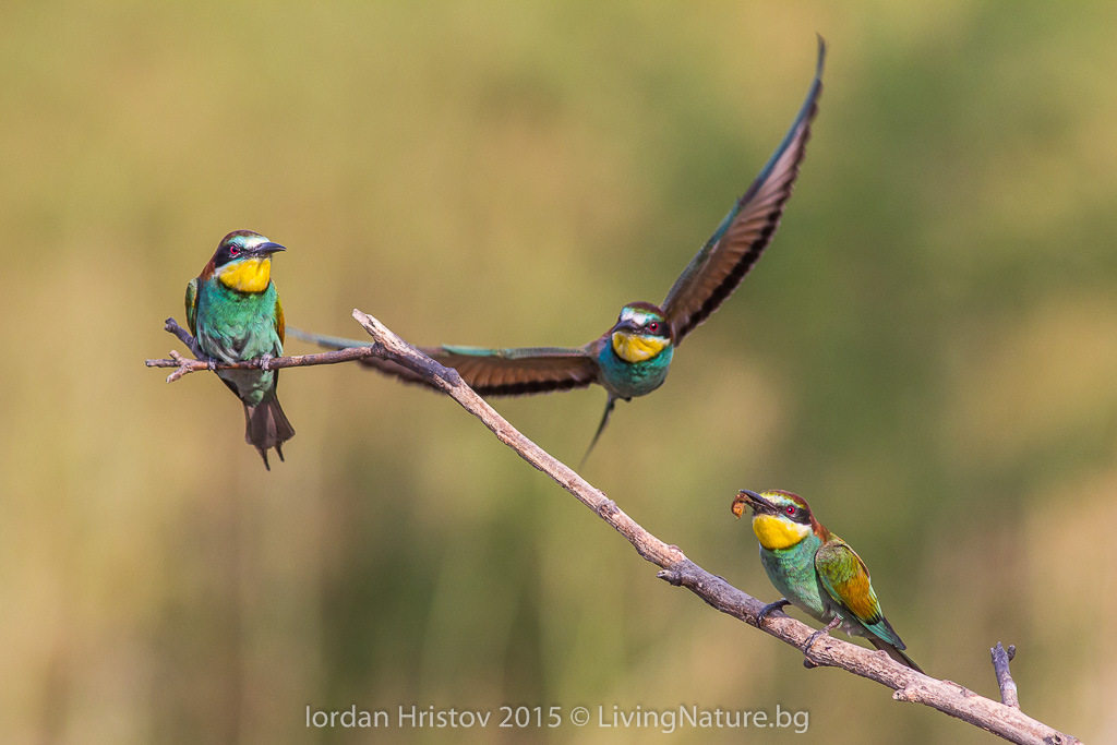 Bee-eater photography...