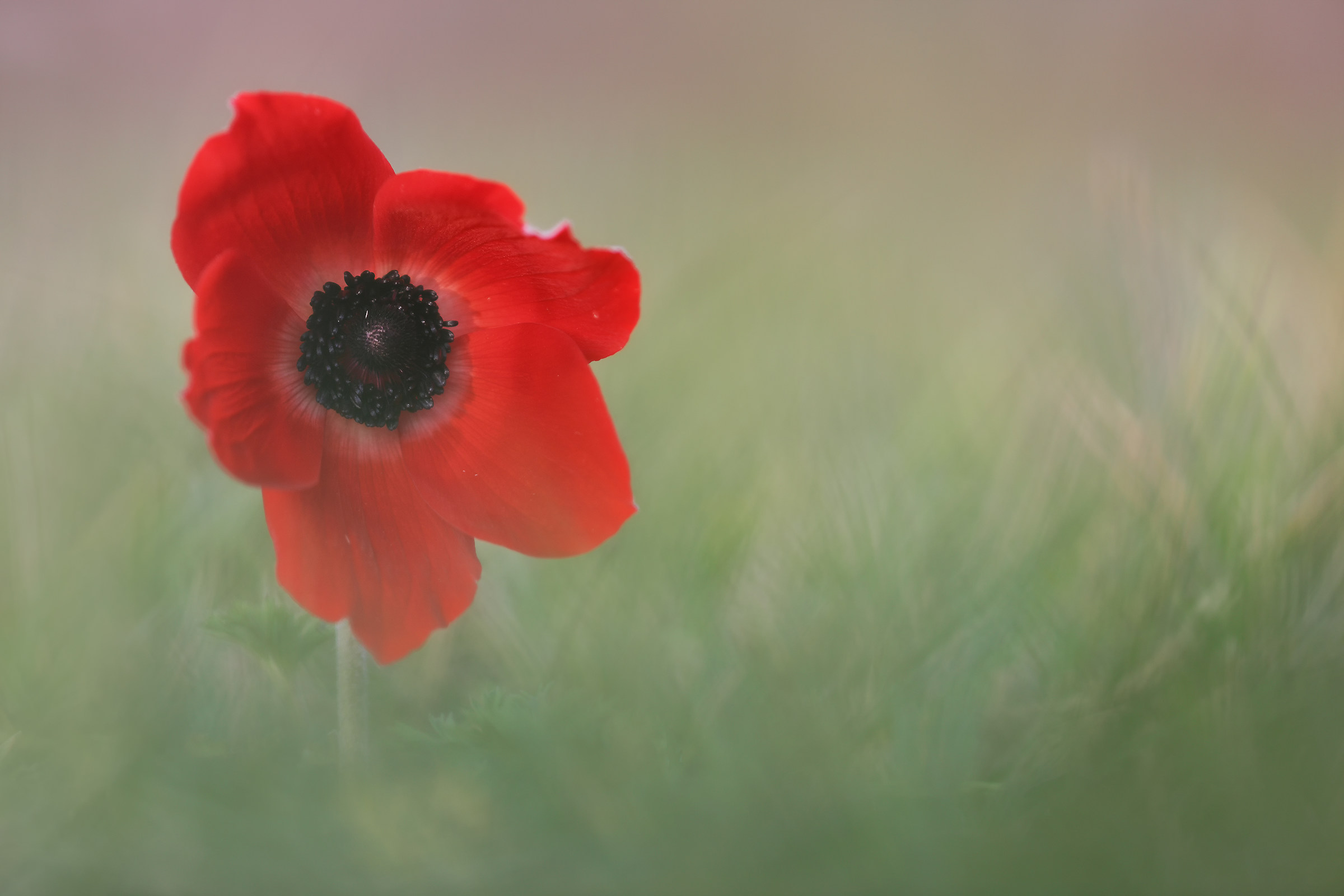 Anemone coronaria...